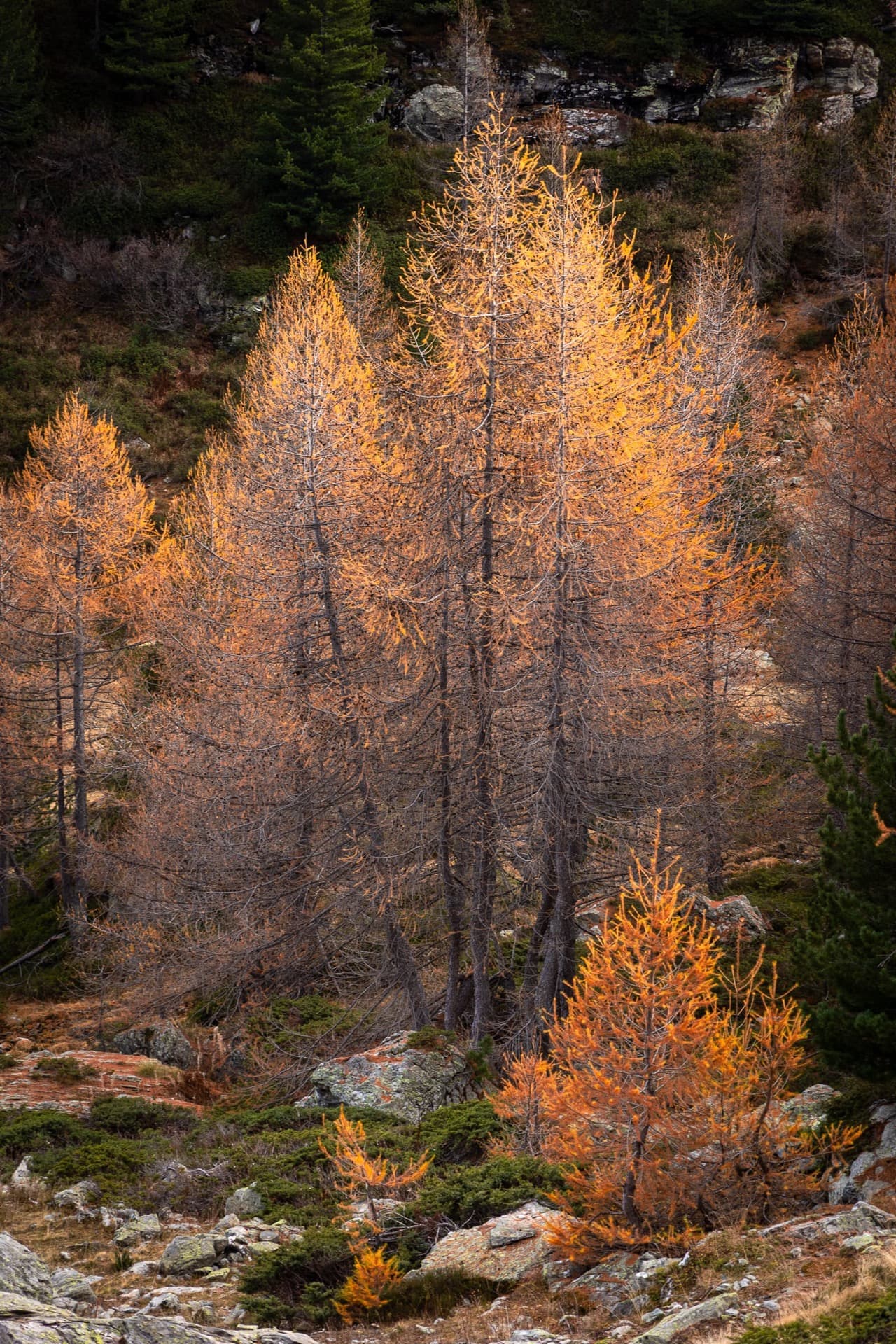 Trio of Larches