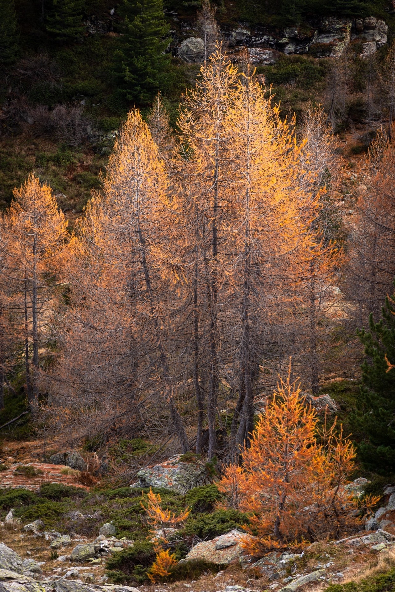 Trio of Larches — Ruitor