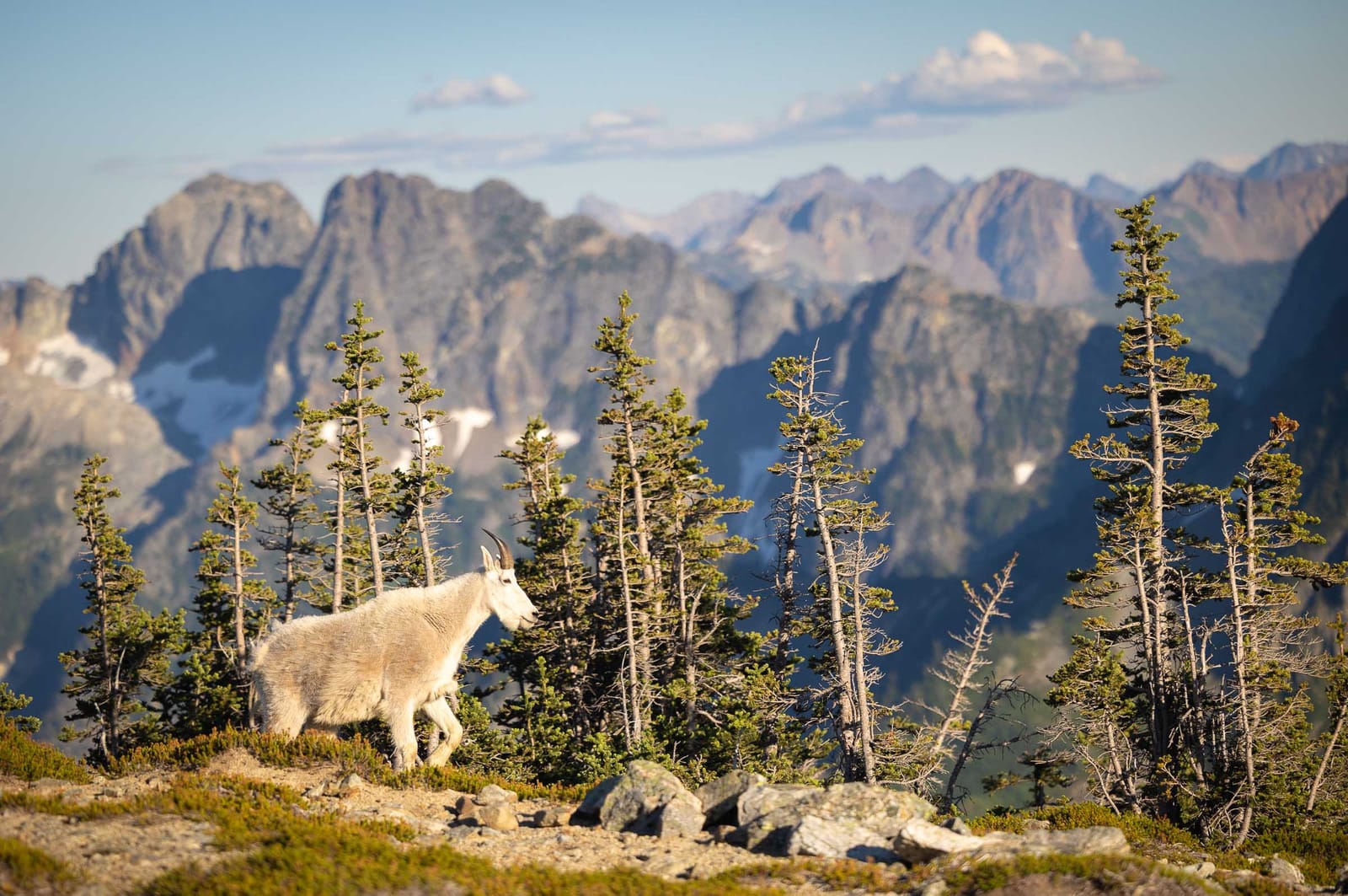 Mountain goat — North Cascades National Park, Washington