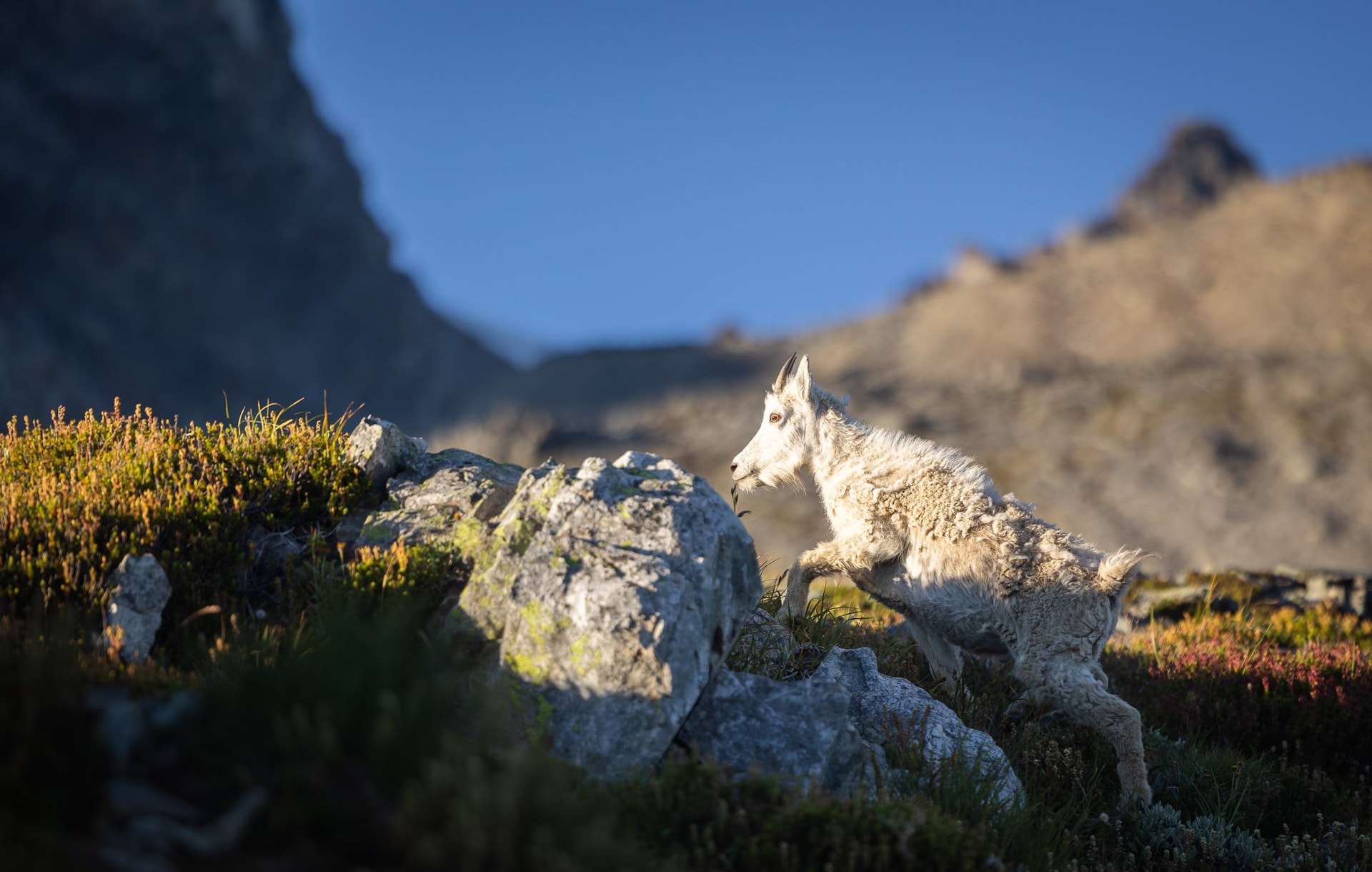 Jeune chèvre des rocheuses — Parc National de North Cascades, Washington