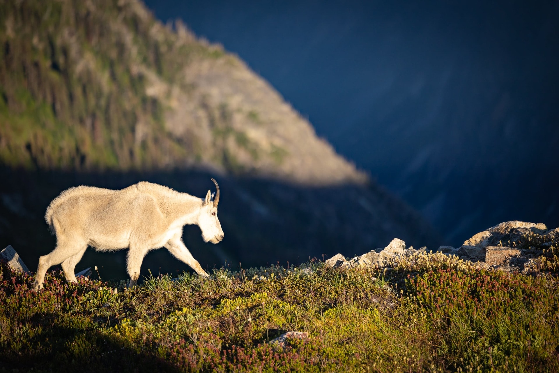 L'emblème des rocheuses — North Cascades, ETATS UNIS