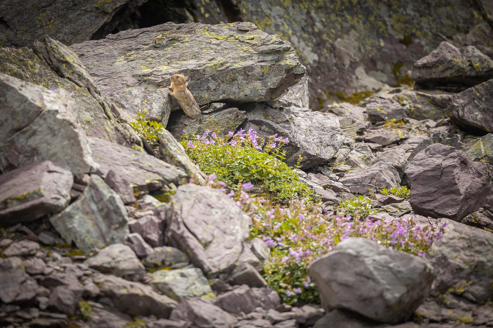 Le pika dans son pierrier — Glacier, ETATS UNIS
