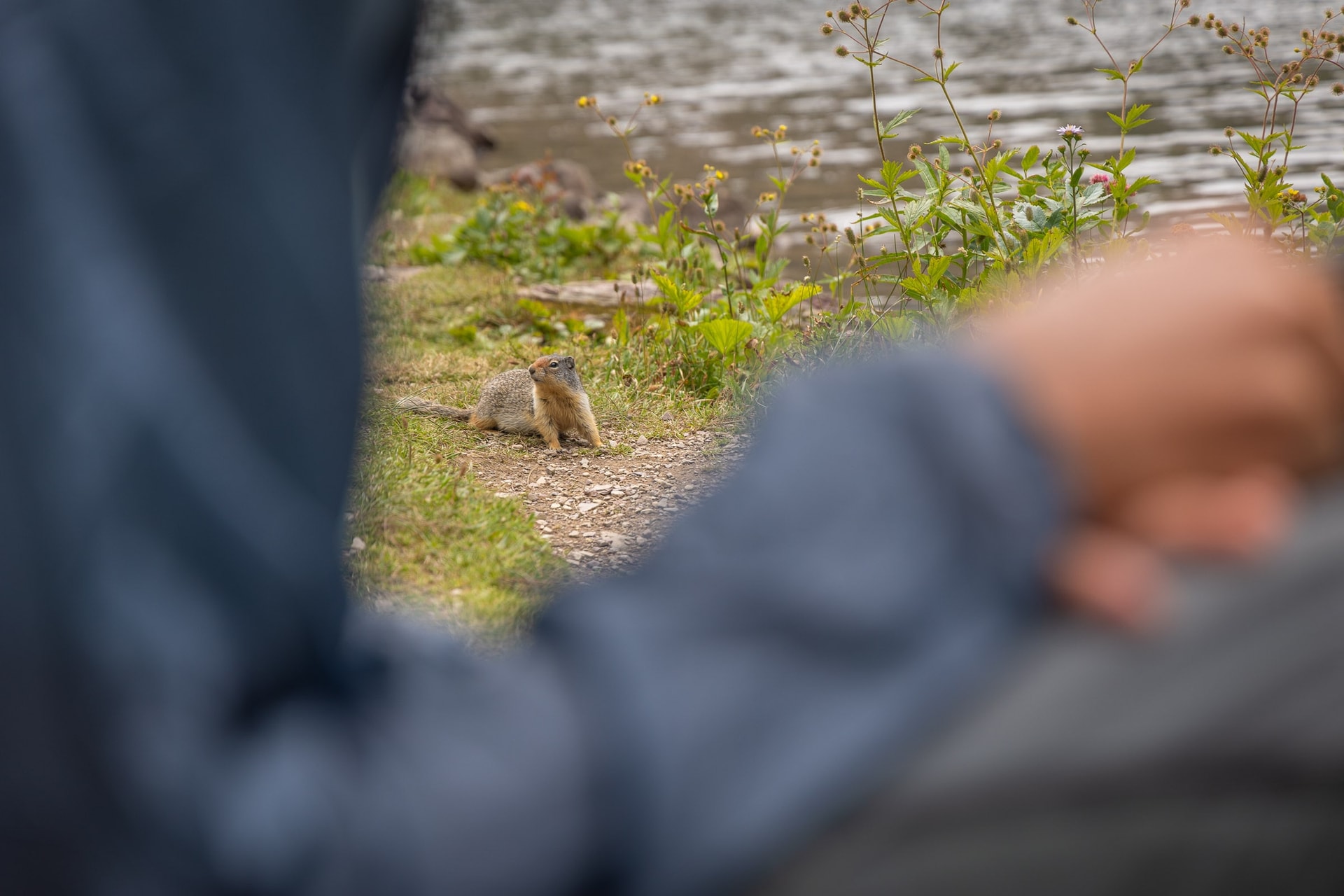 Squirrels are never far away at lunchtime — Glacier National Park, Montana