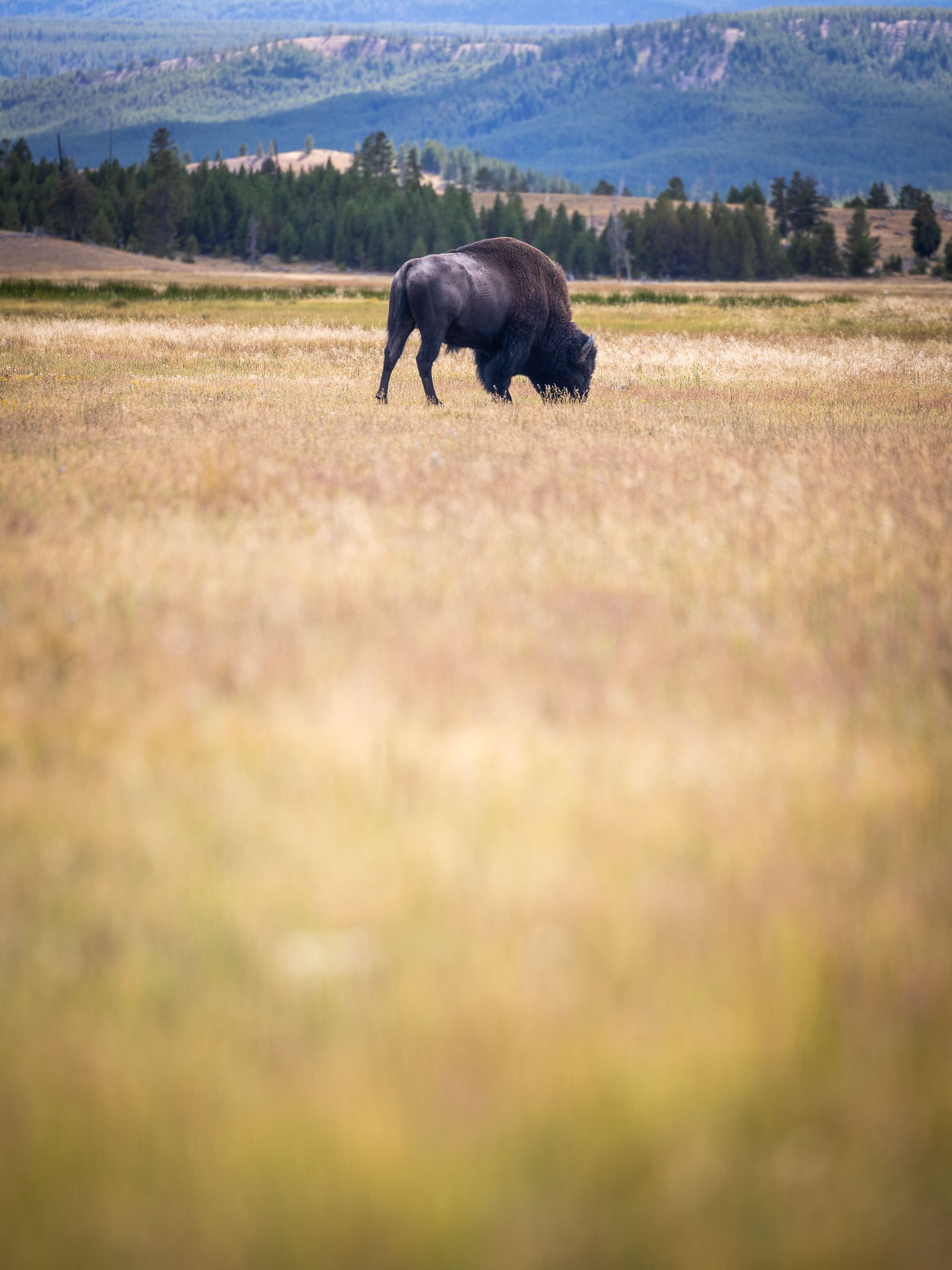 One of the few bison we saw in Yellowstone — Yellowstone National Park, Wyoming
