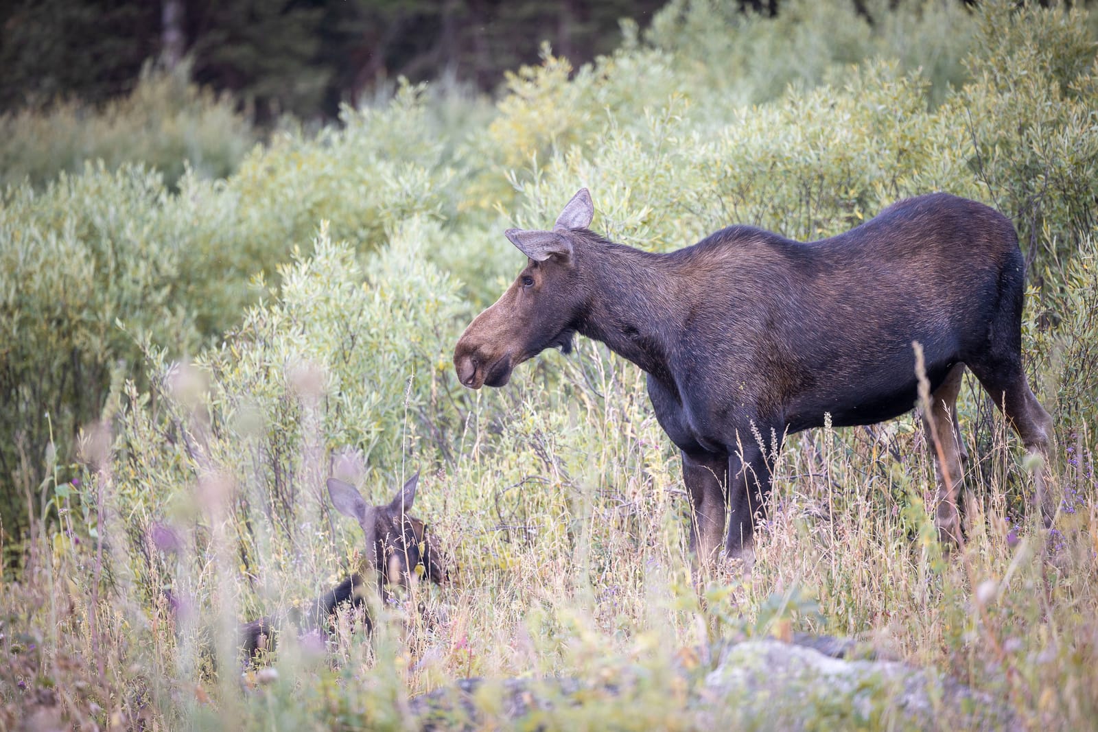 Élan et son petit — Grand Teton, ETATS UNIS