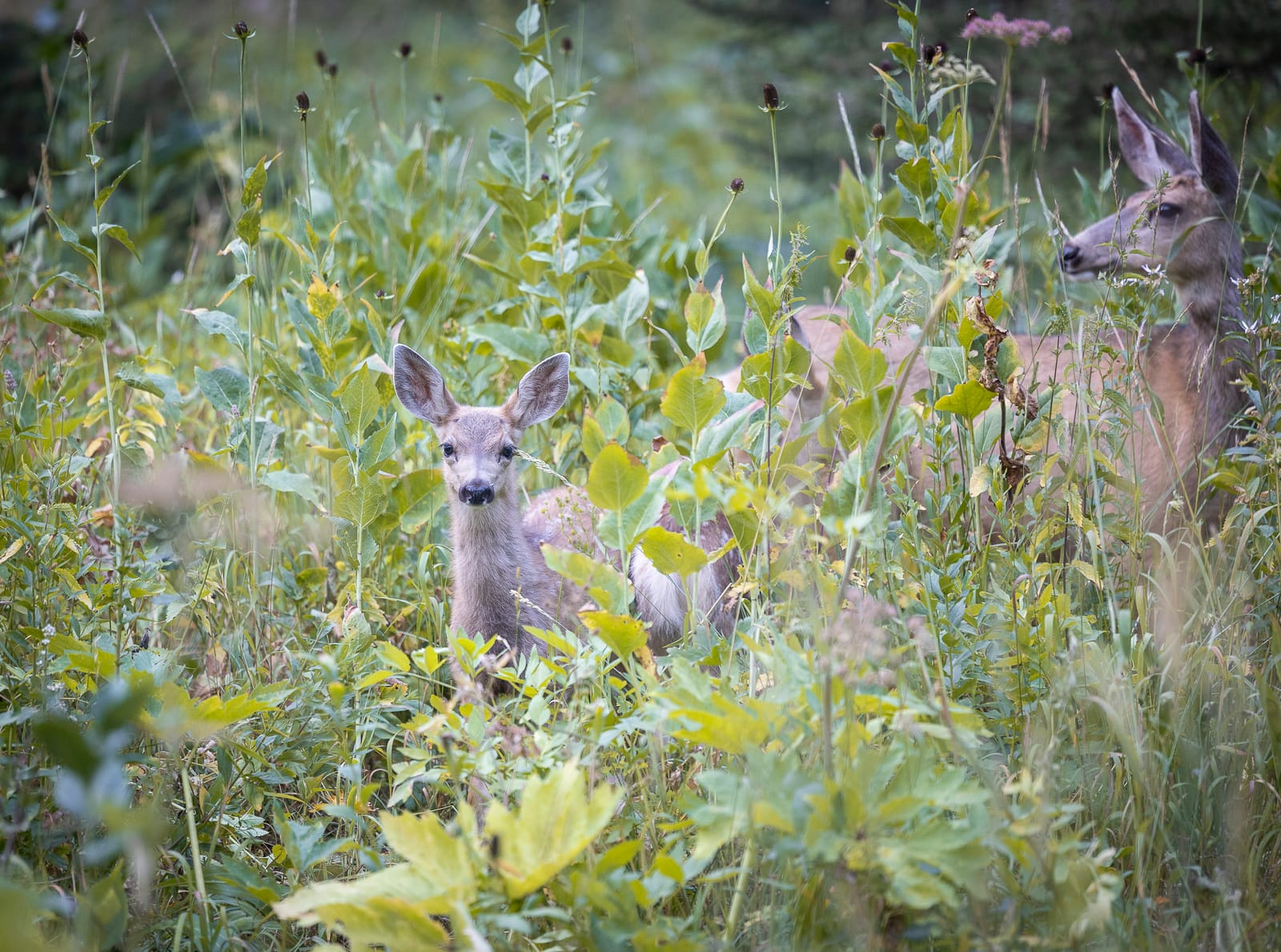 A Fleeting Glimpse — Grand Teton, UNITED STATES