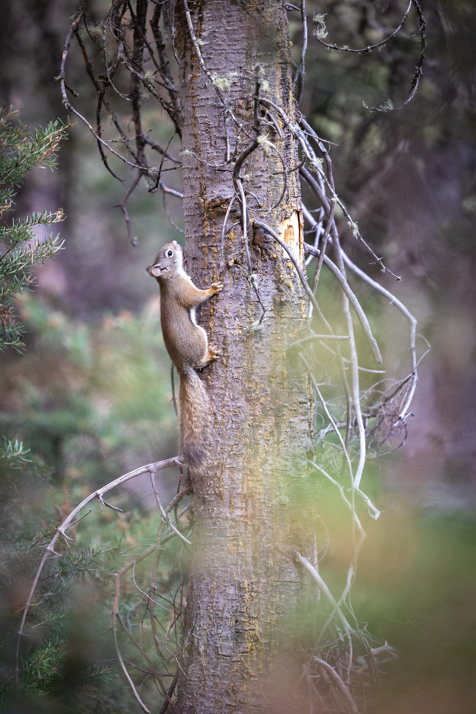Wildlife Watching and Heading Back West — Grand Teton National Park, Wyoming