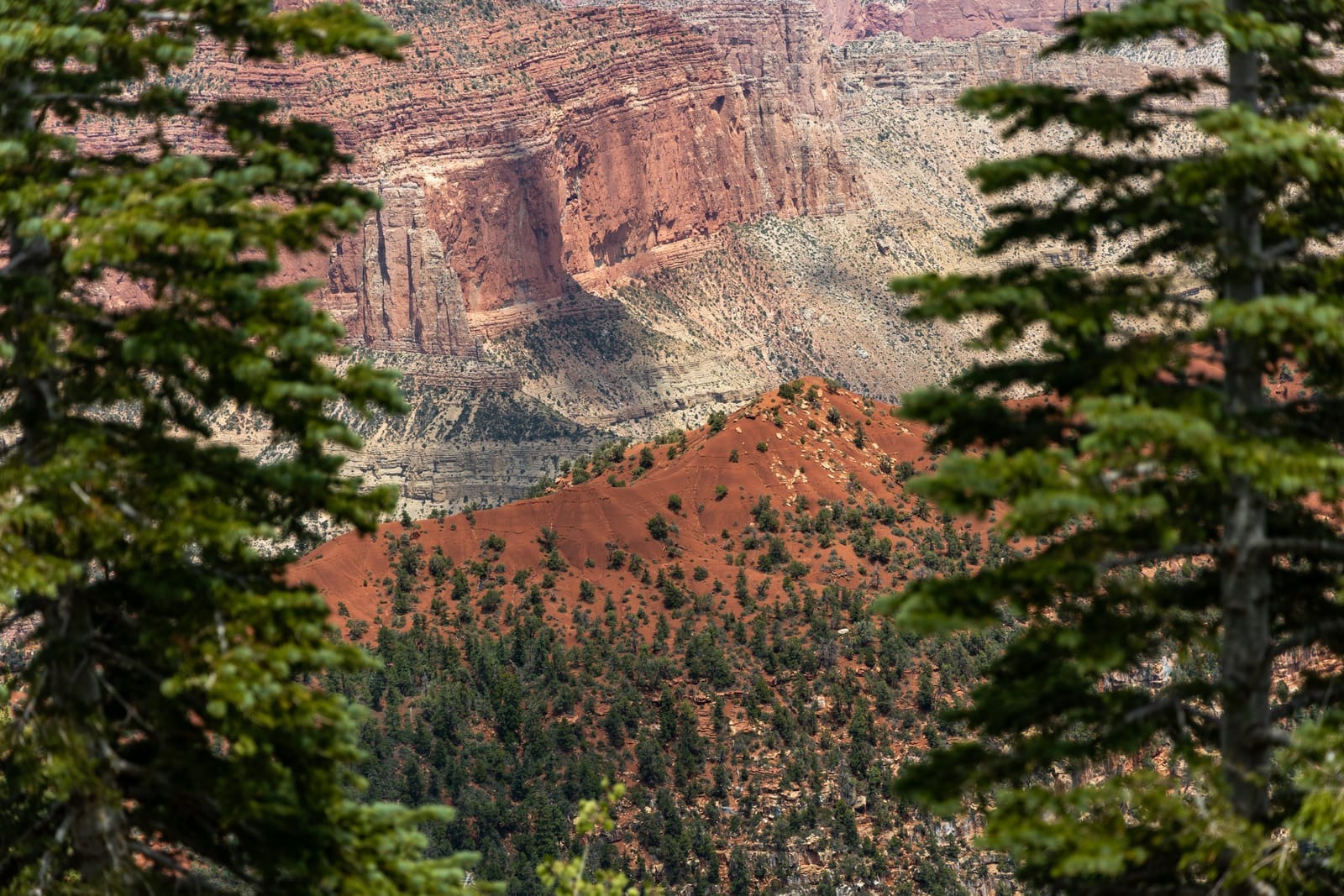 Cape Royal Road — Grand Canyon National Park, Arizona