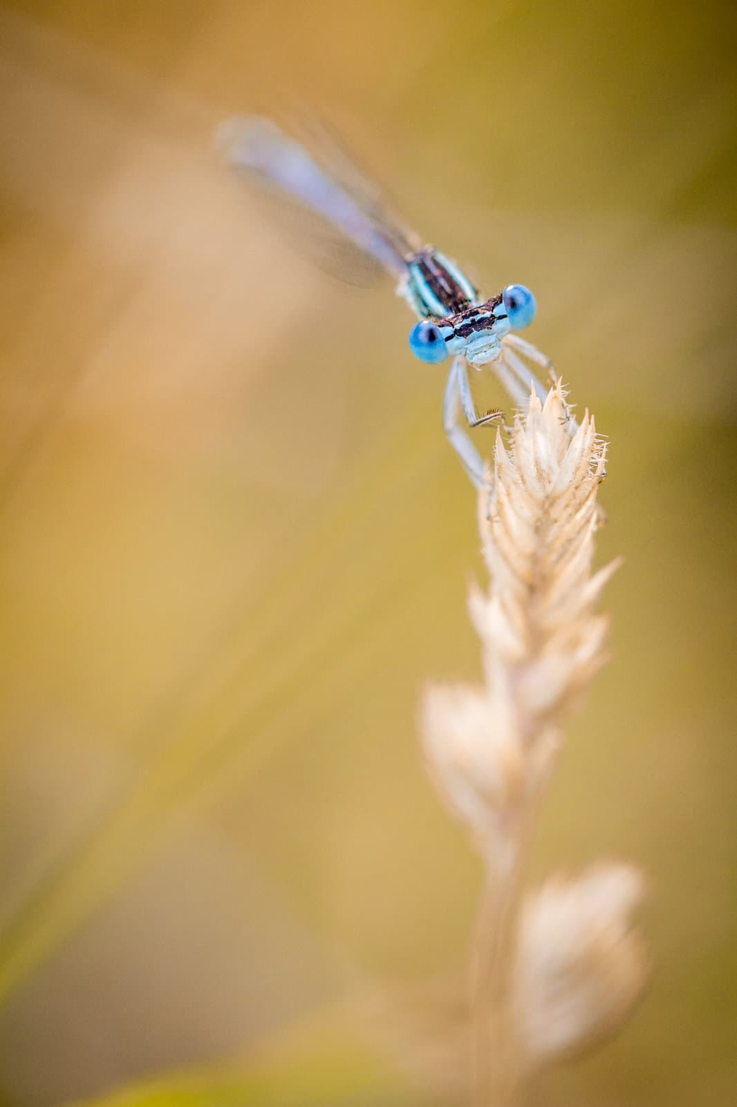 Agrion de Mercure