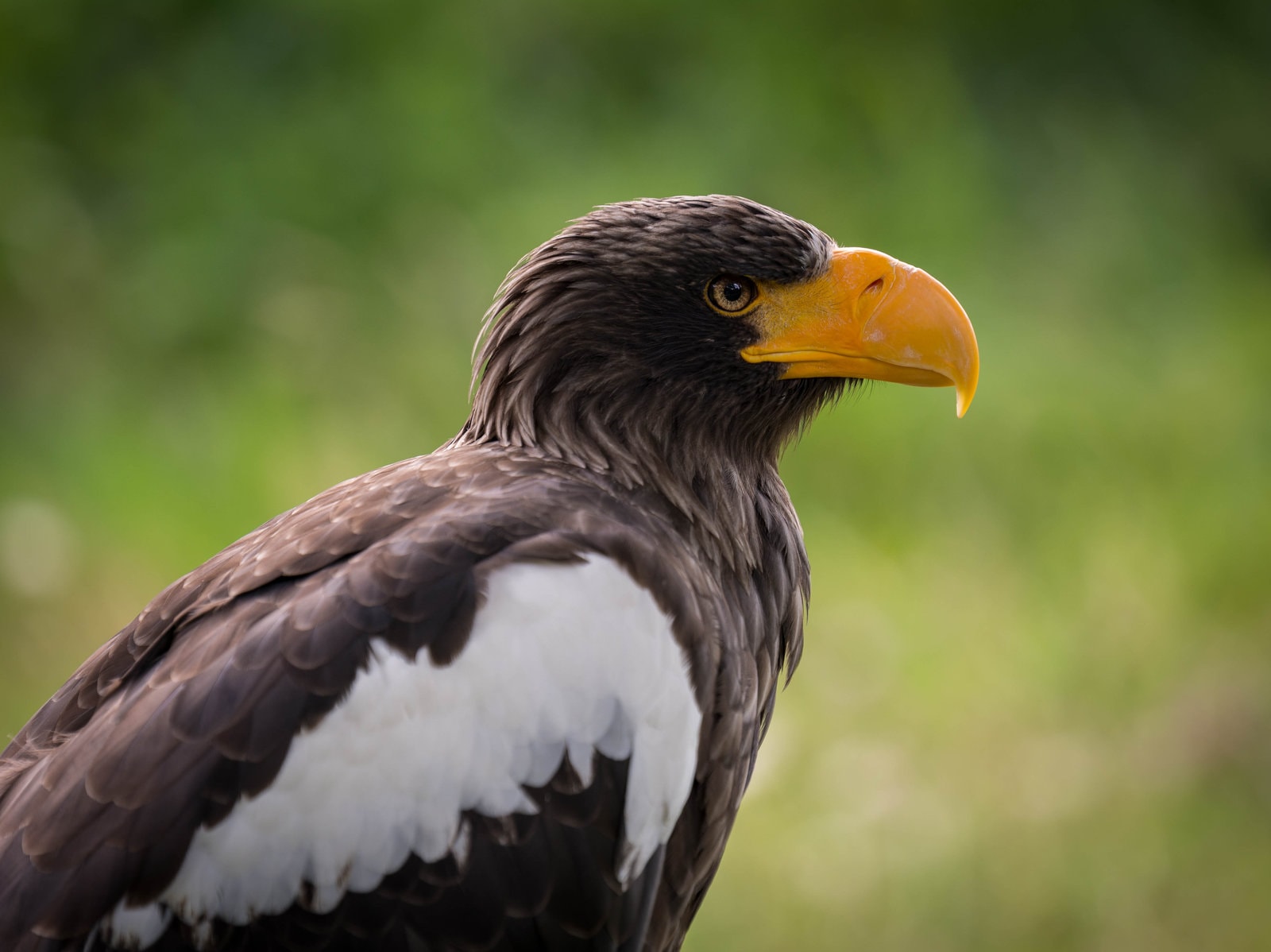 Eagle — Wildlife Encounters