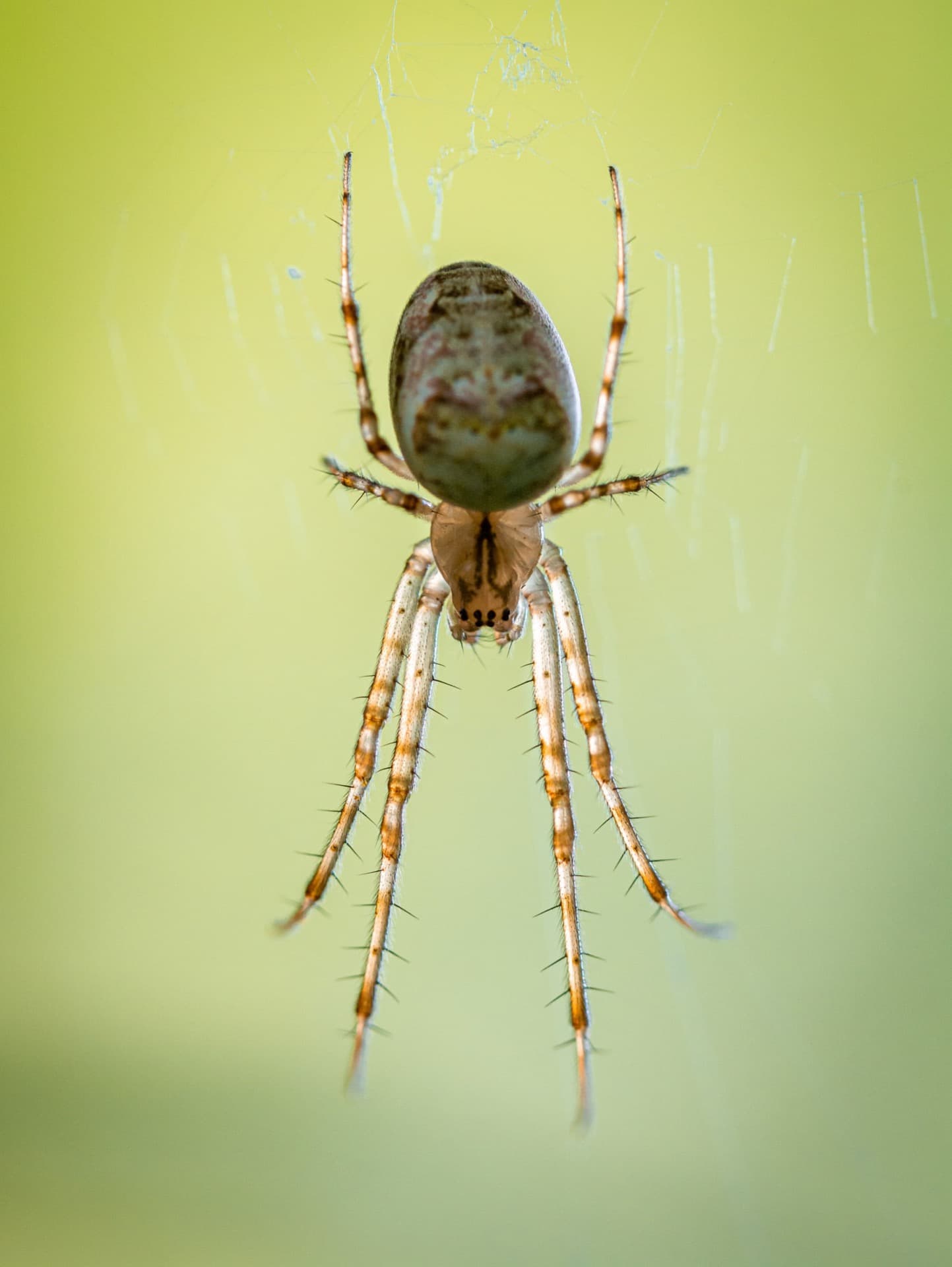 araignée