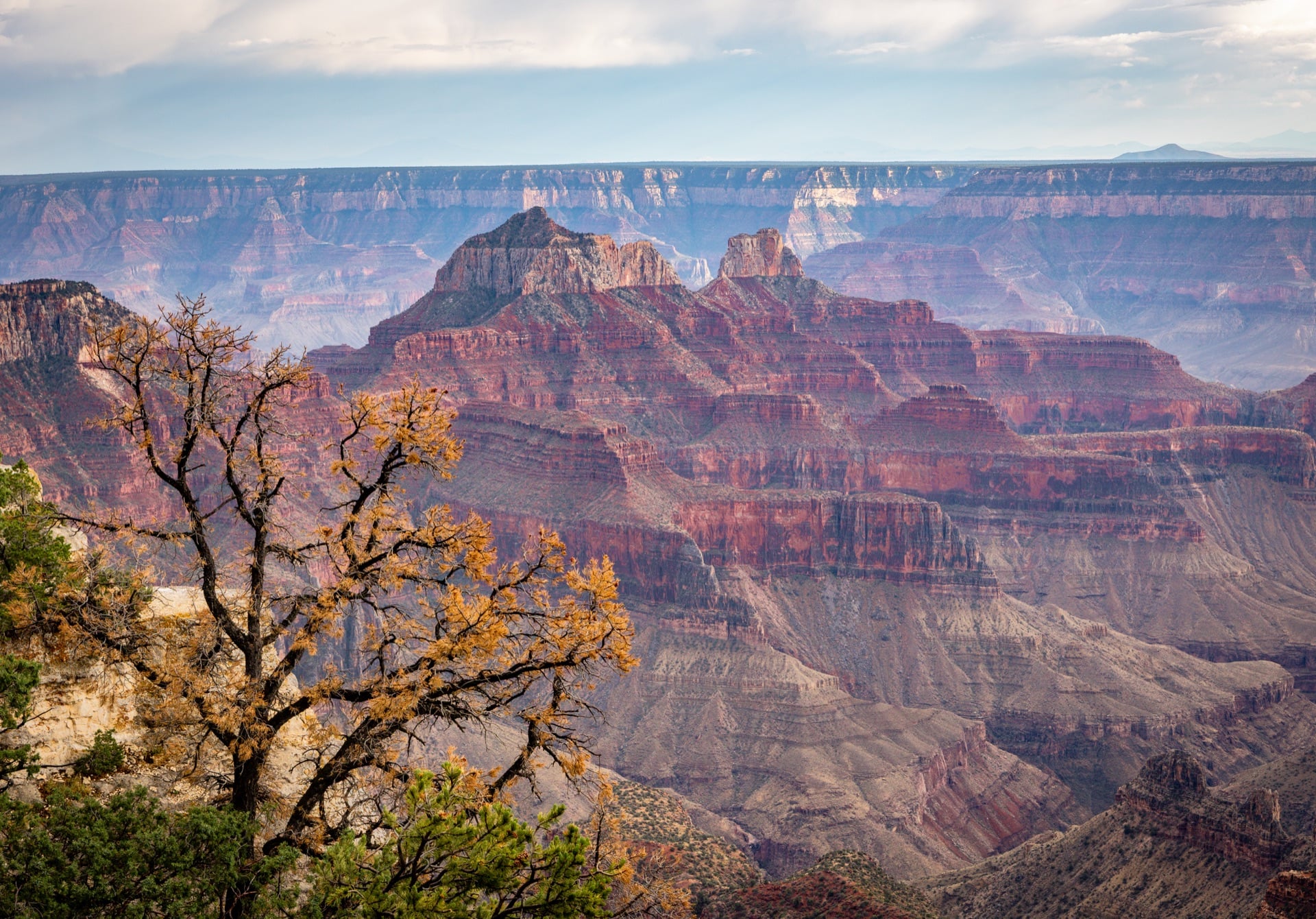Autumn Tree Facing the Canyon — Grand Canyon, UNITED STATES