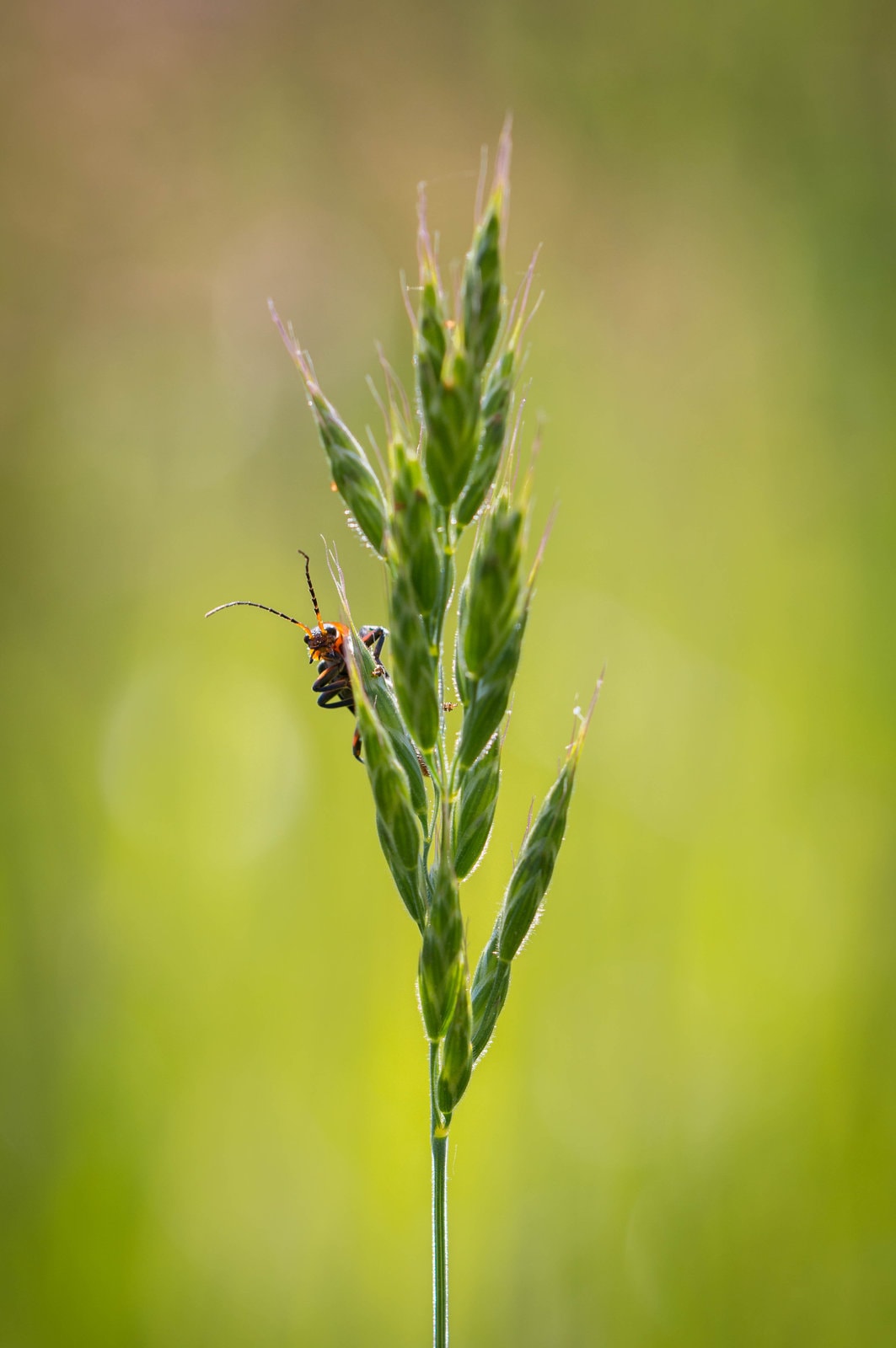 Hide and Seek — The Miniature World