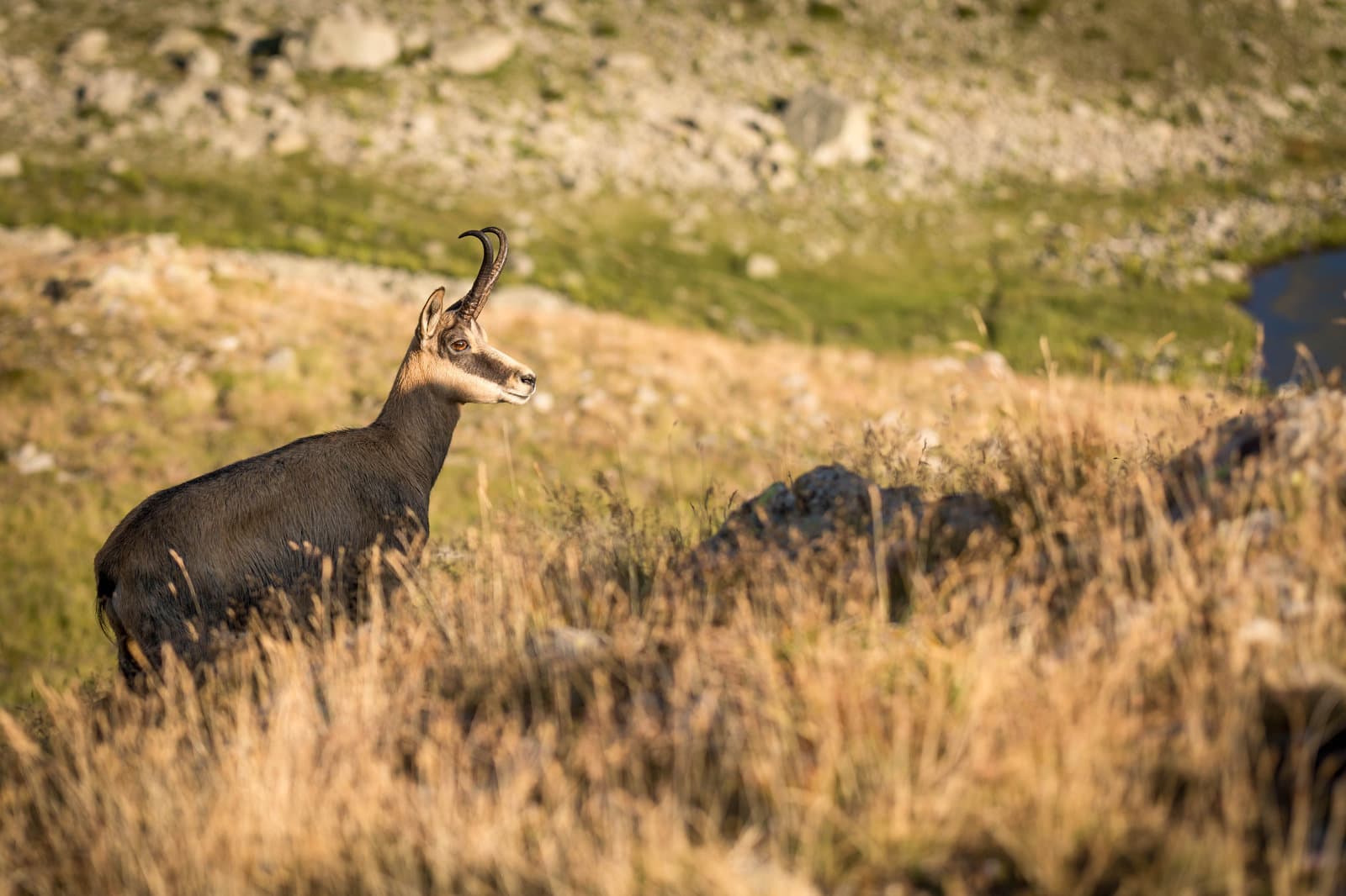 chamois - animalier