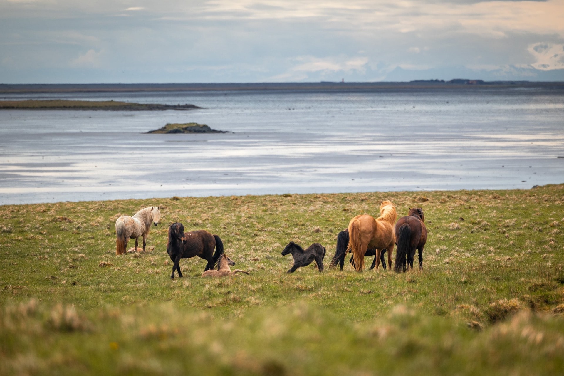 Family of Icelandic Horses