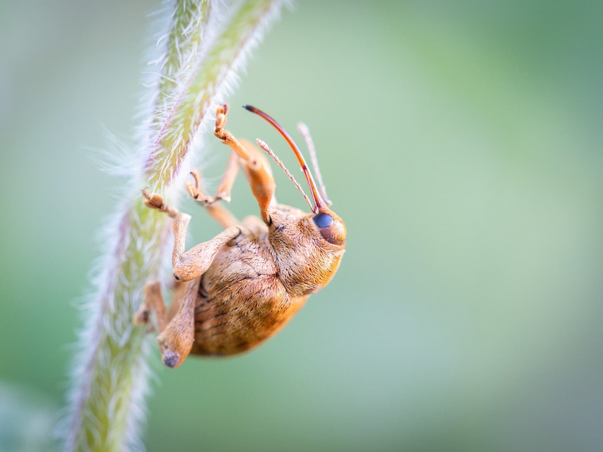 Curculio