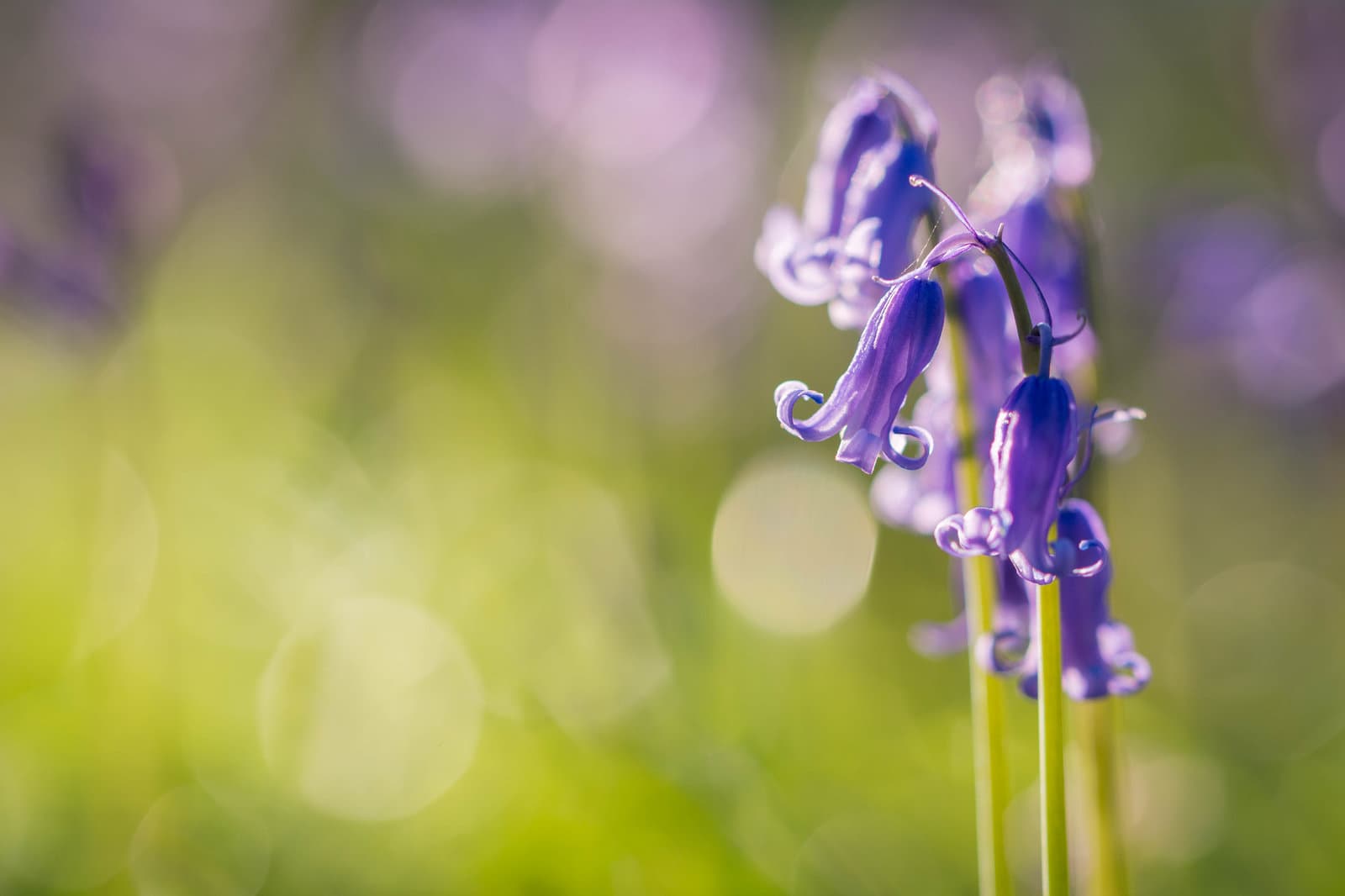 Délicates Jacinthes