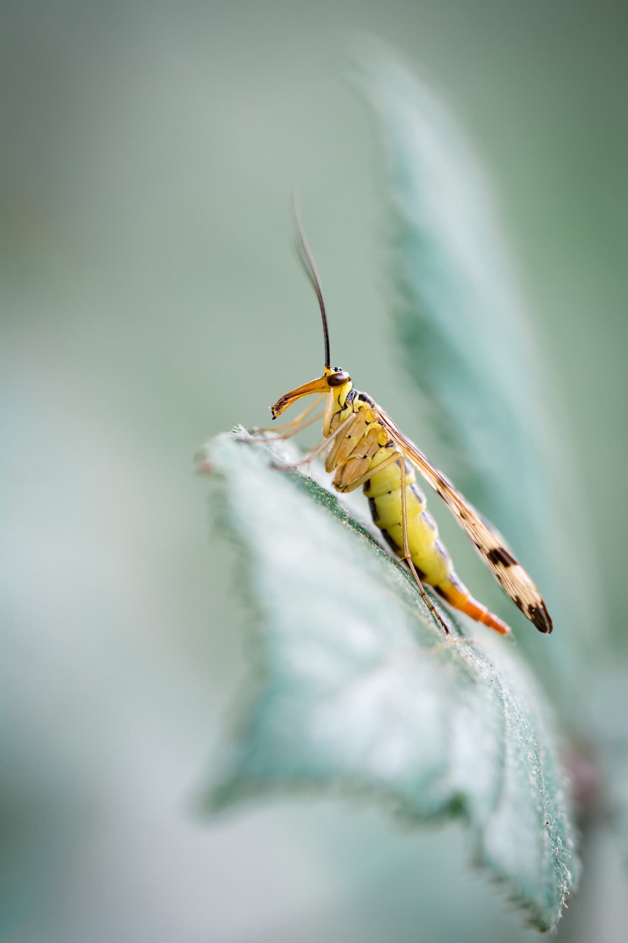 Scorpion ailé