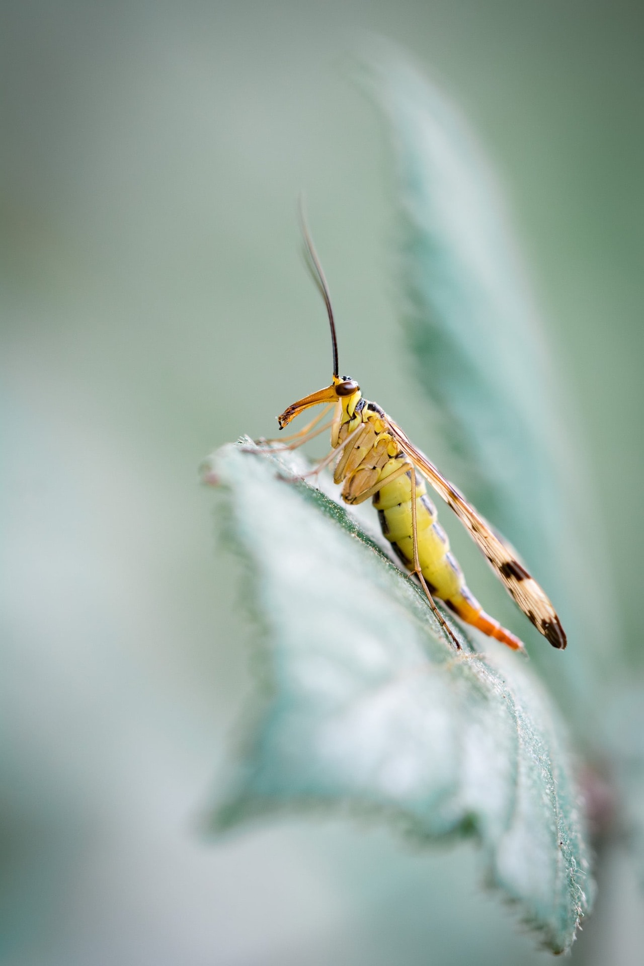 Winged Scorpion — The Miniature World