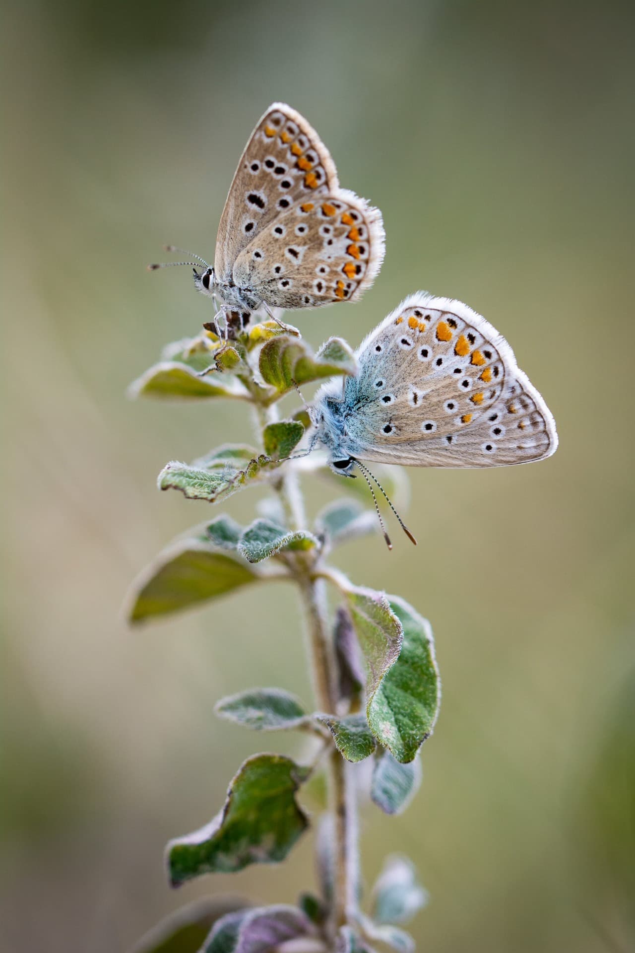 duo d'argus