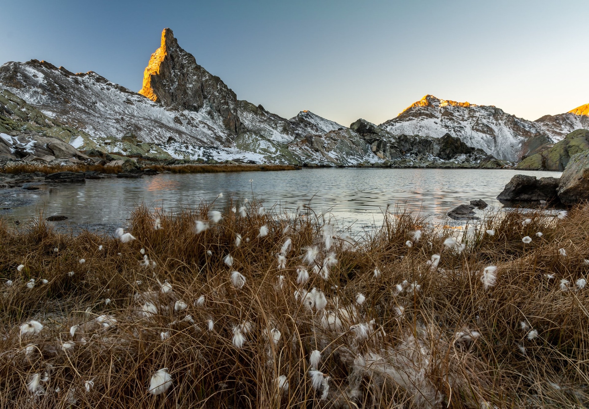 Autumn Cottongrass — Queyras