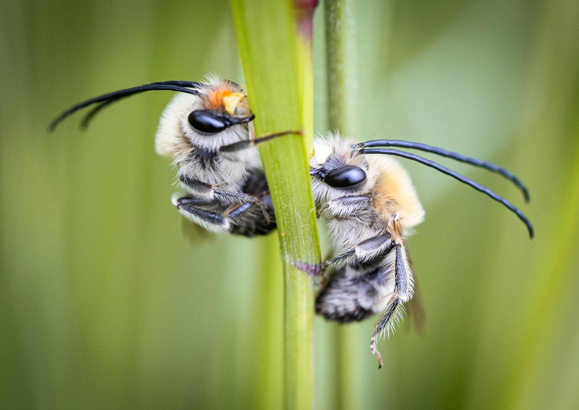 Duo of Eucera — The Miniature World