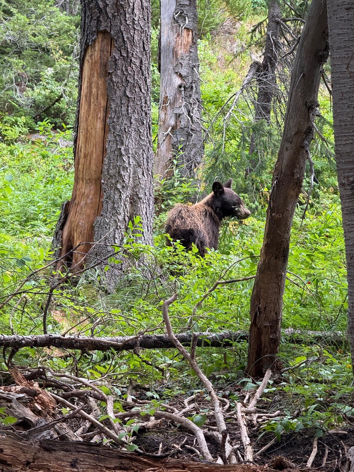 Un ours noir sur le chemin ! — Parc National de Grand Teton, Wyoming