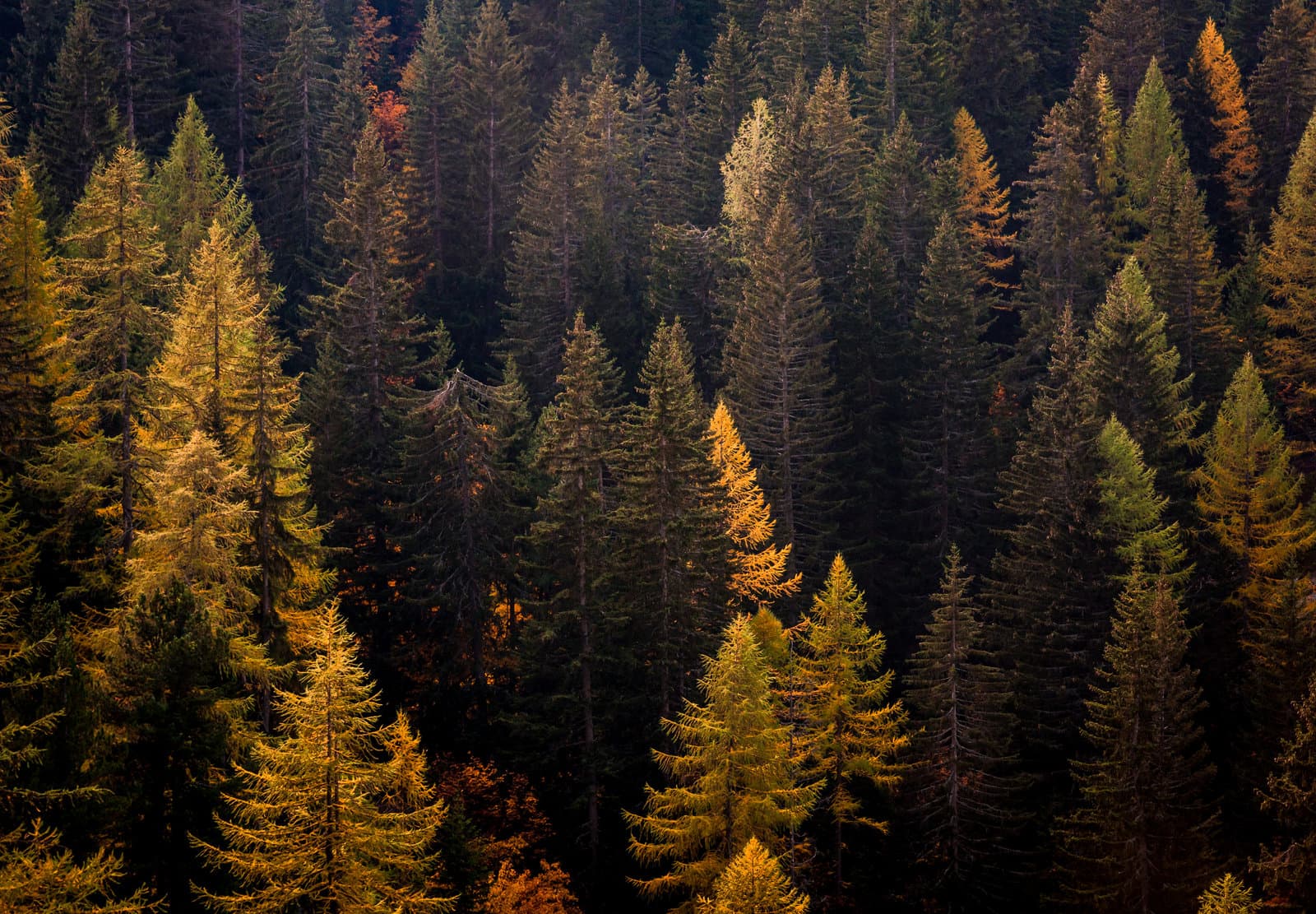 Patchwork of Conifers