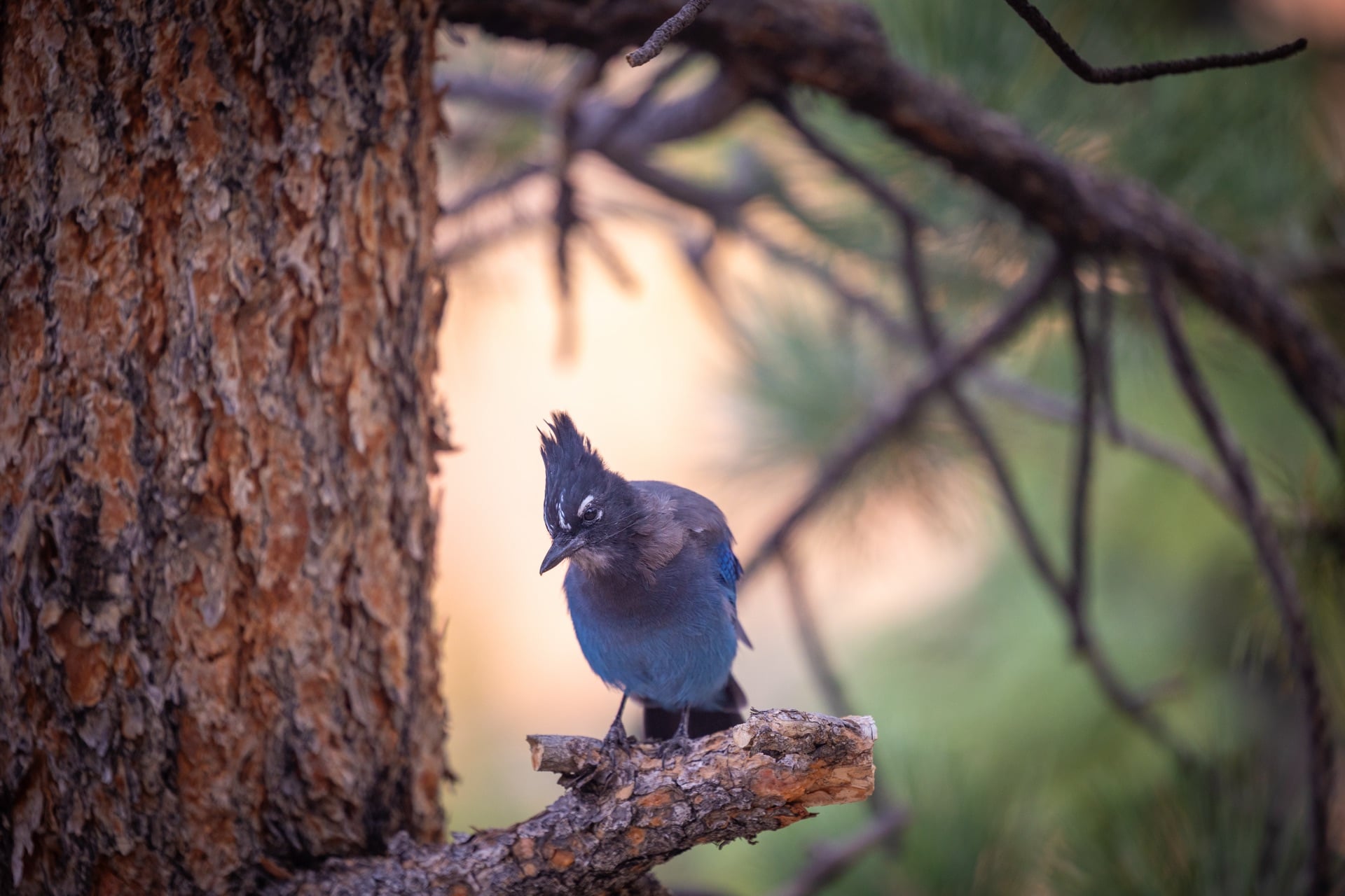 Steller's Jay — Bryce Canyon, UNITED STATES