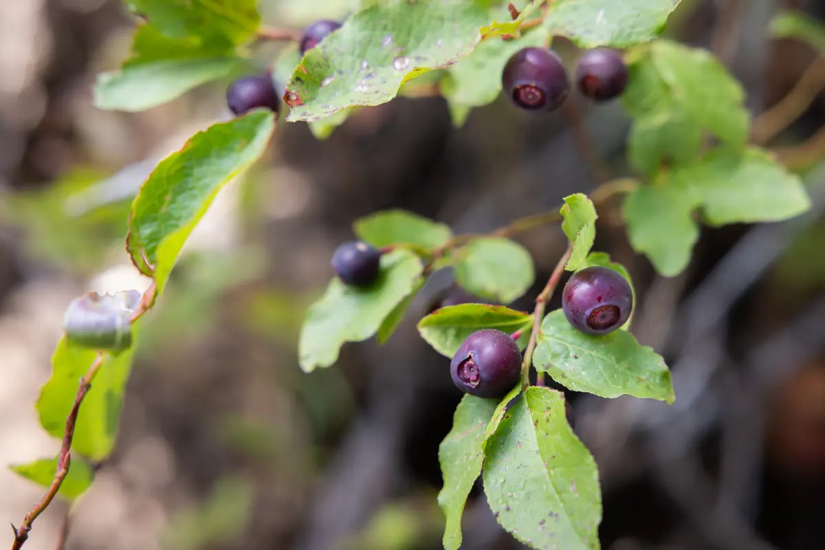 Huckleberries — Parc National de Glacier, Montana