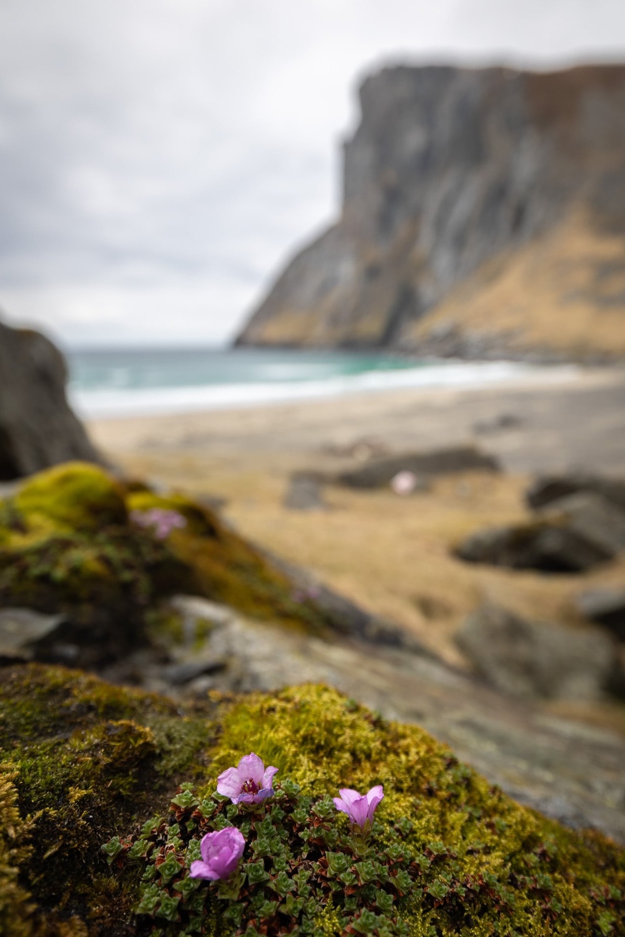 Depuis kvalvika — Norvège
