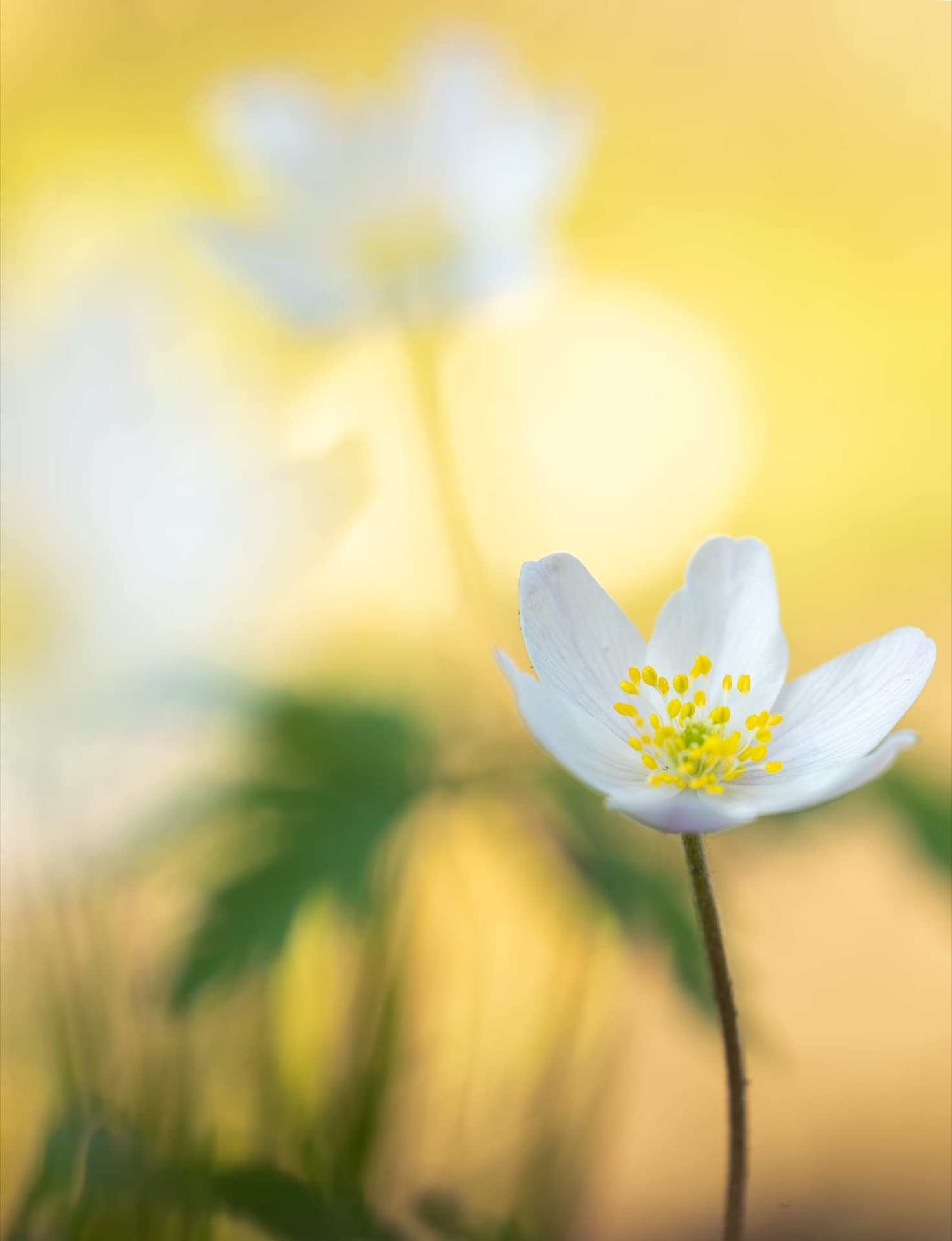 nemerosa
