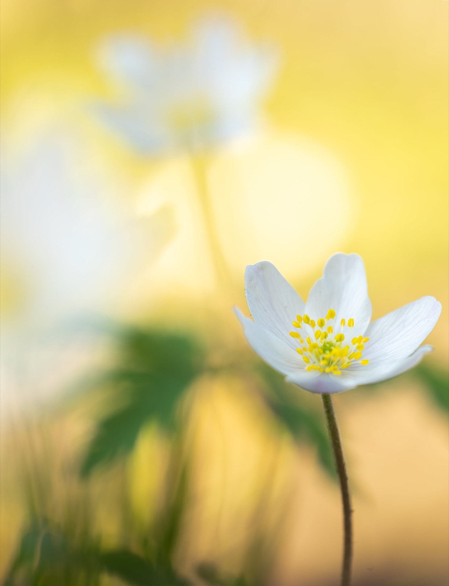 Nemerosa — The Miniature World