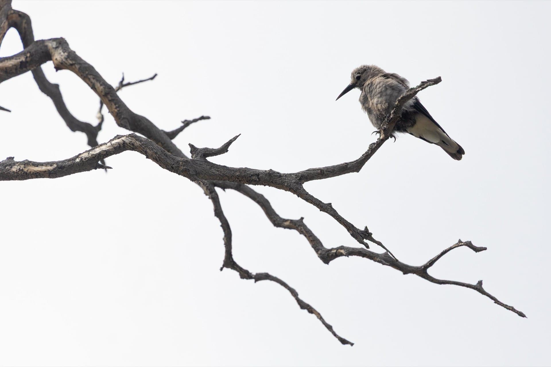 oiseau sur branche morte - animalier