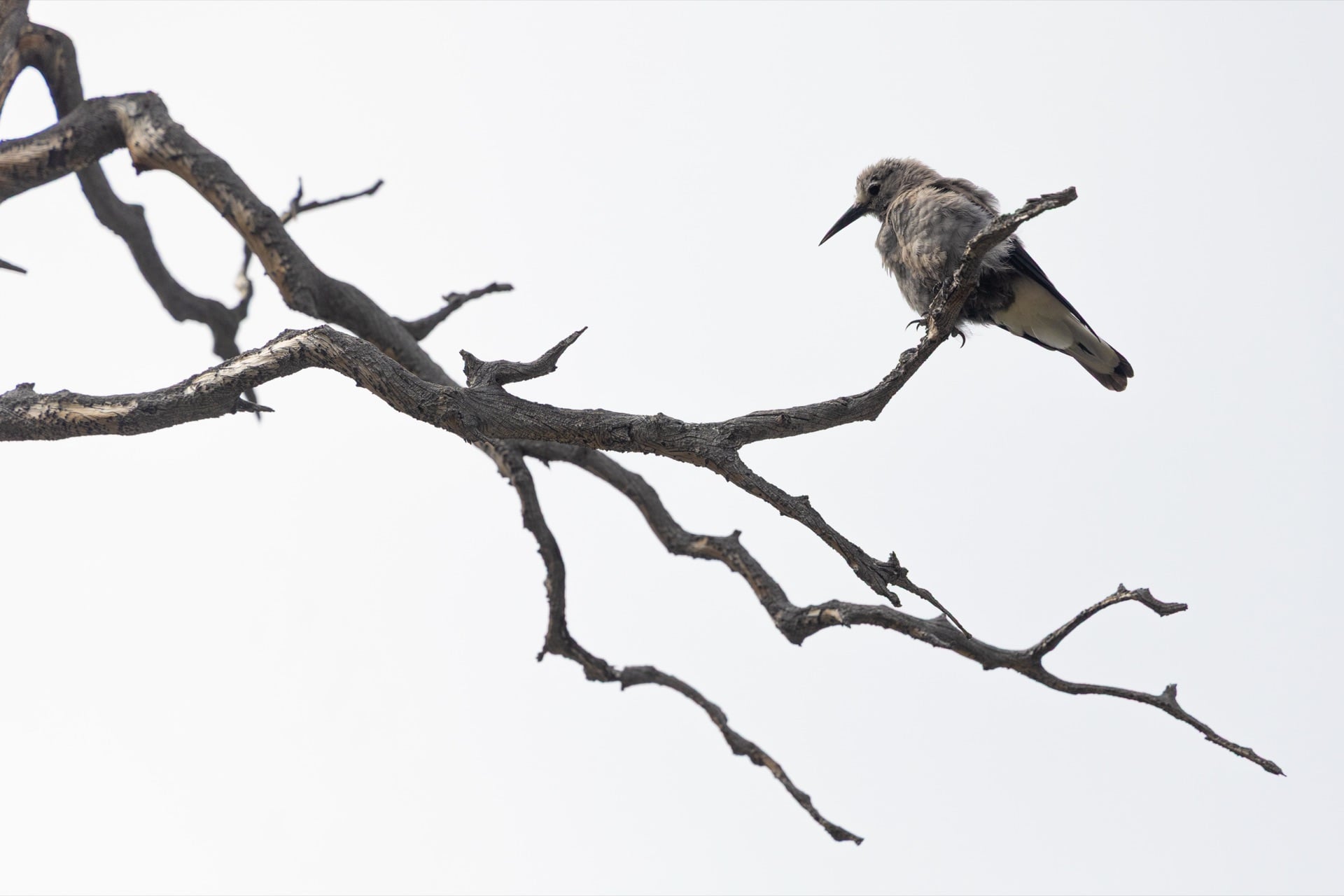 Bird on a Dead Branch — Rocky Mountain, UNITED STATES