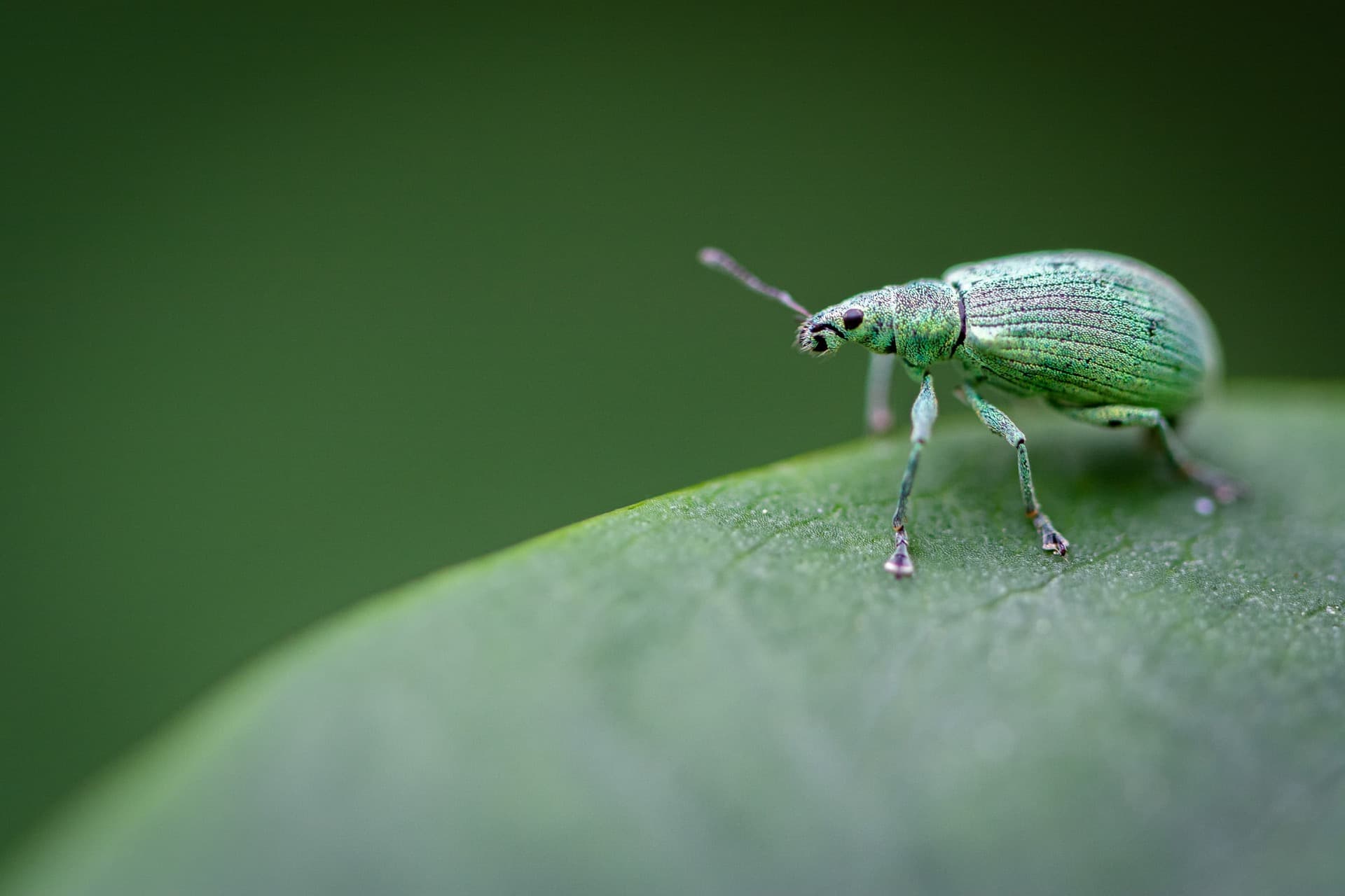 Polydrusus planifrons