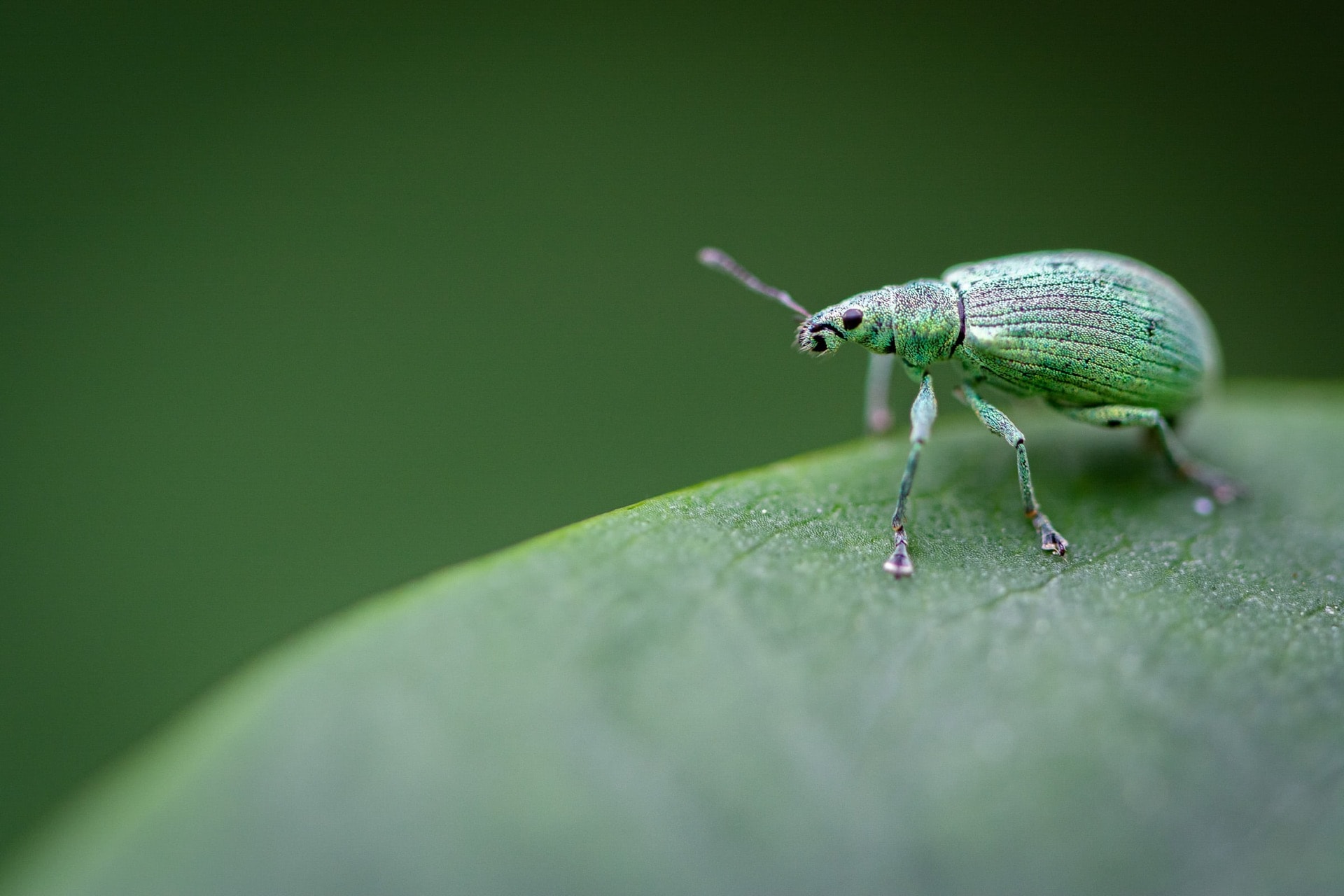 Polydrusus planifrons — The Miniature World