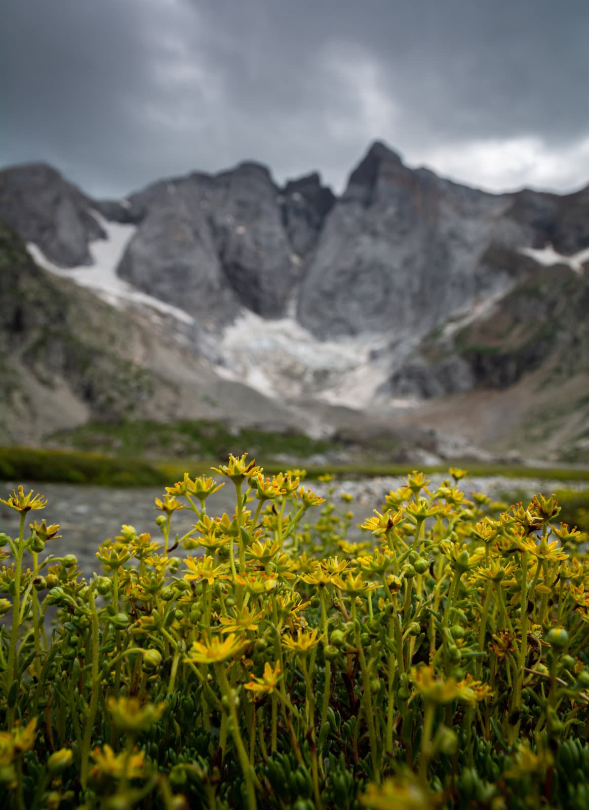 Yellow Mountain Saxifrage