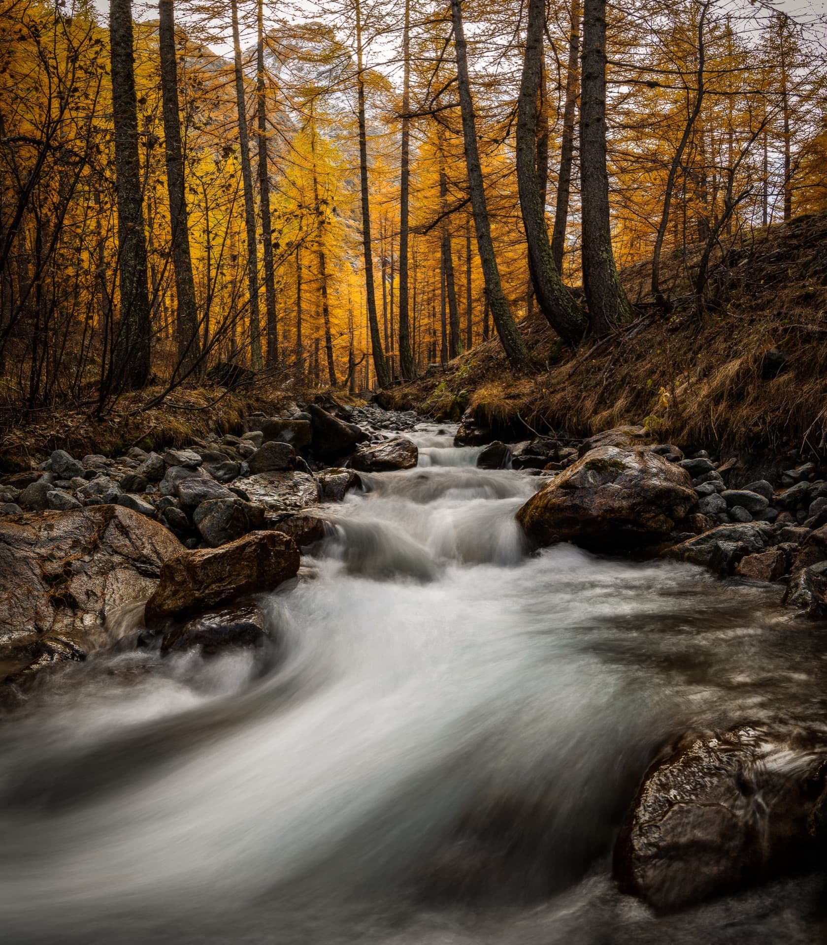 torrent du petit tabuc