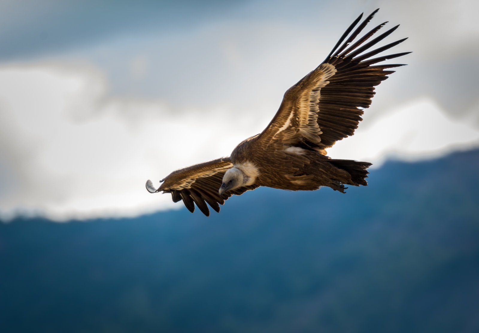 Griffon Vulture — Wildlife Encounters
