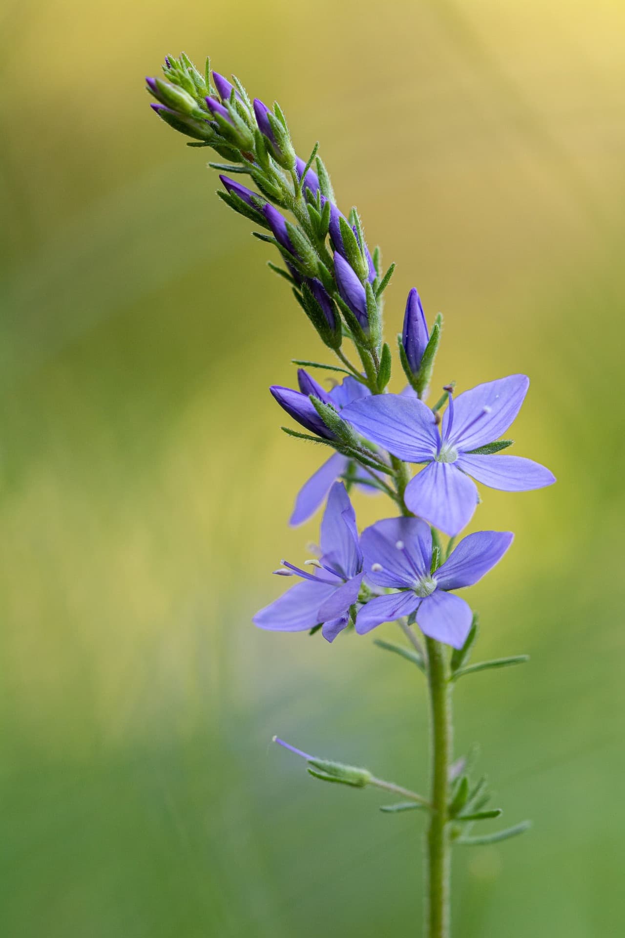 veronica austriaca