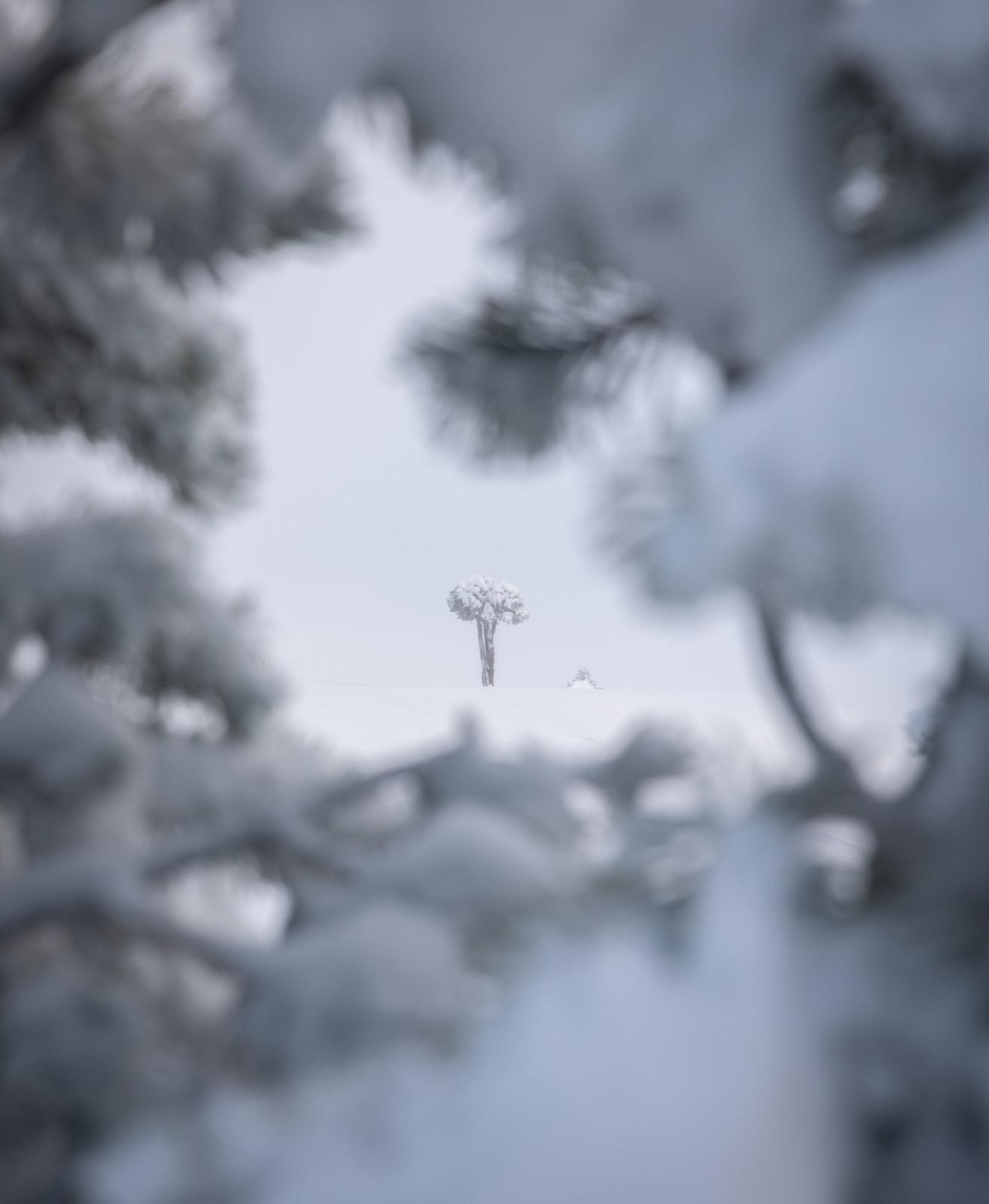 The Immaculate Vercors Plateaus