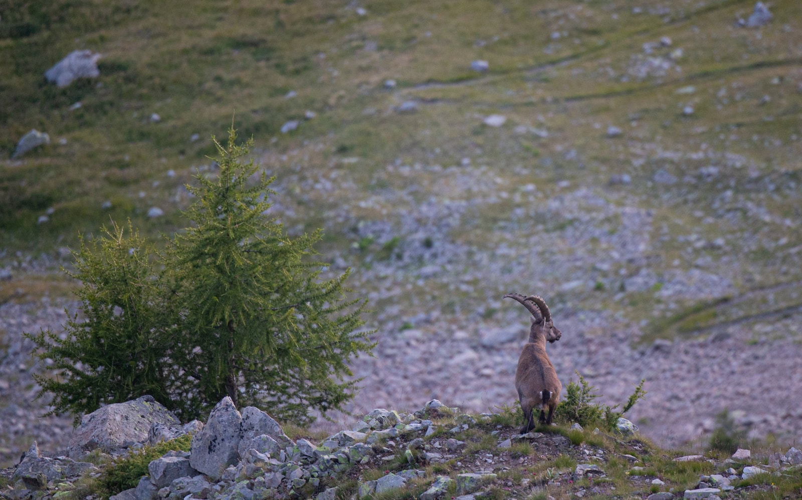 Une semaine entre Mercantour et Ubaye — Mercantour / Ubaye