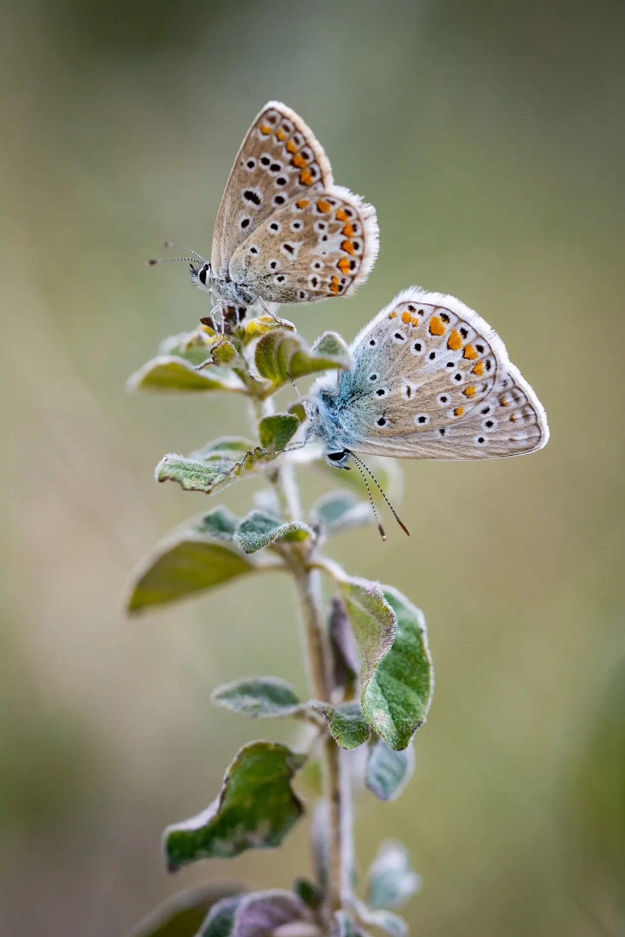 Duo d'argus - macro et proxi