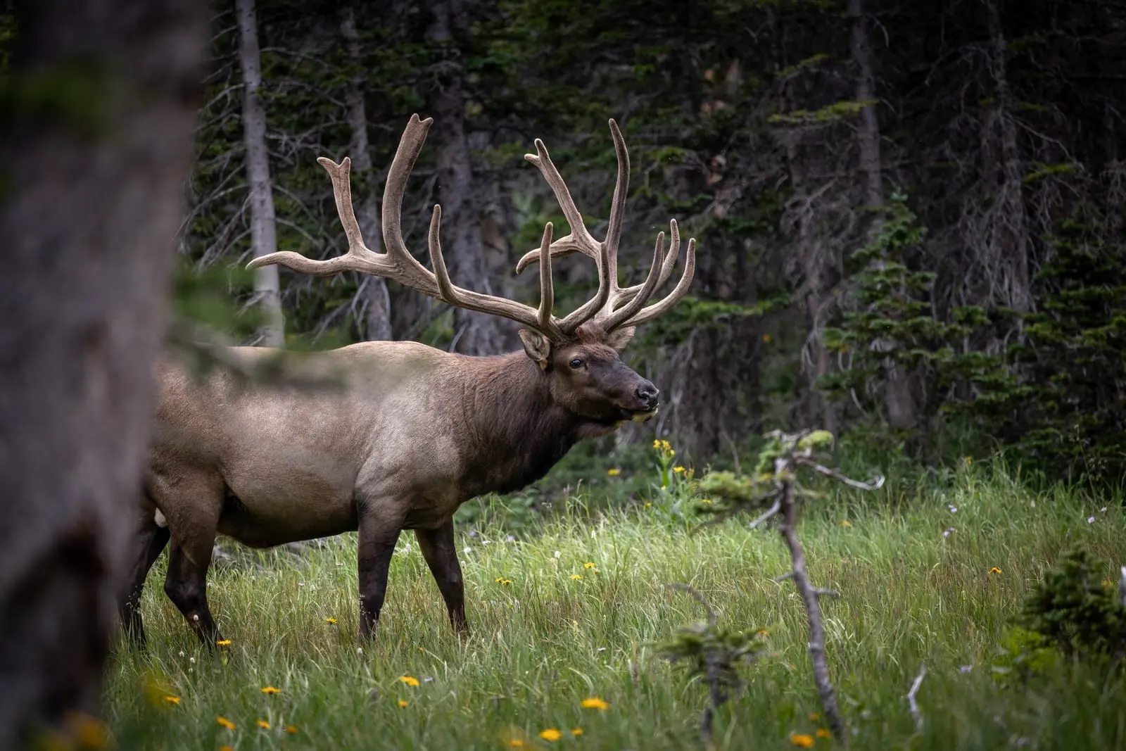 Varied and Surprisingly Unafraid Wildlife
