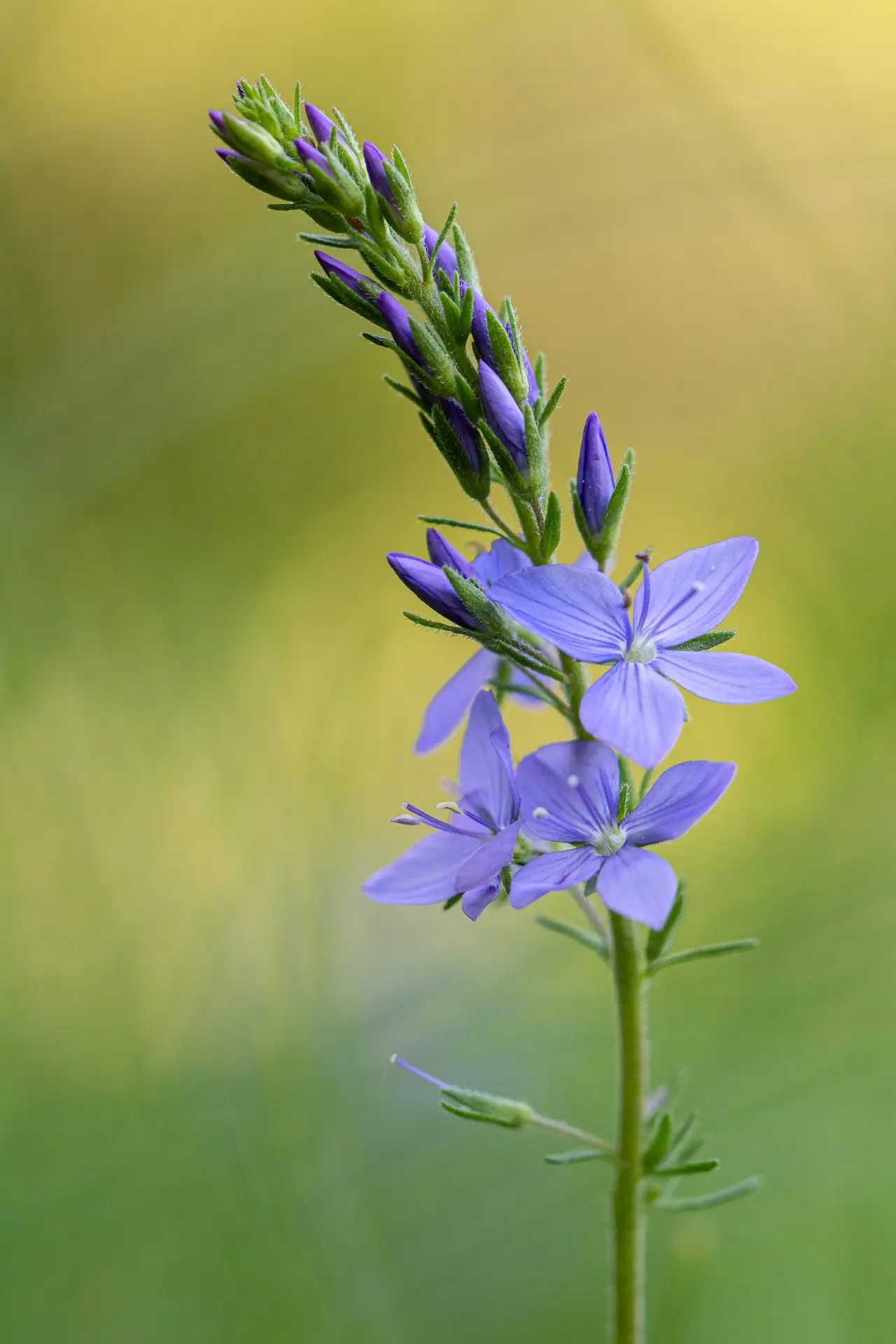 Veronica austriaca - macro et proxi