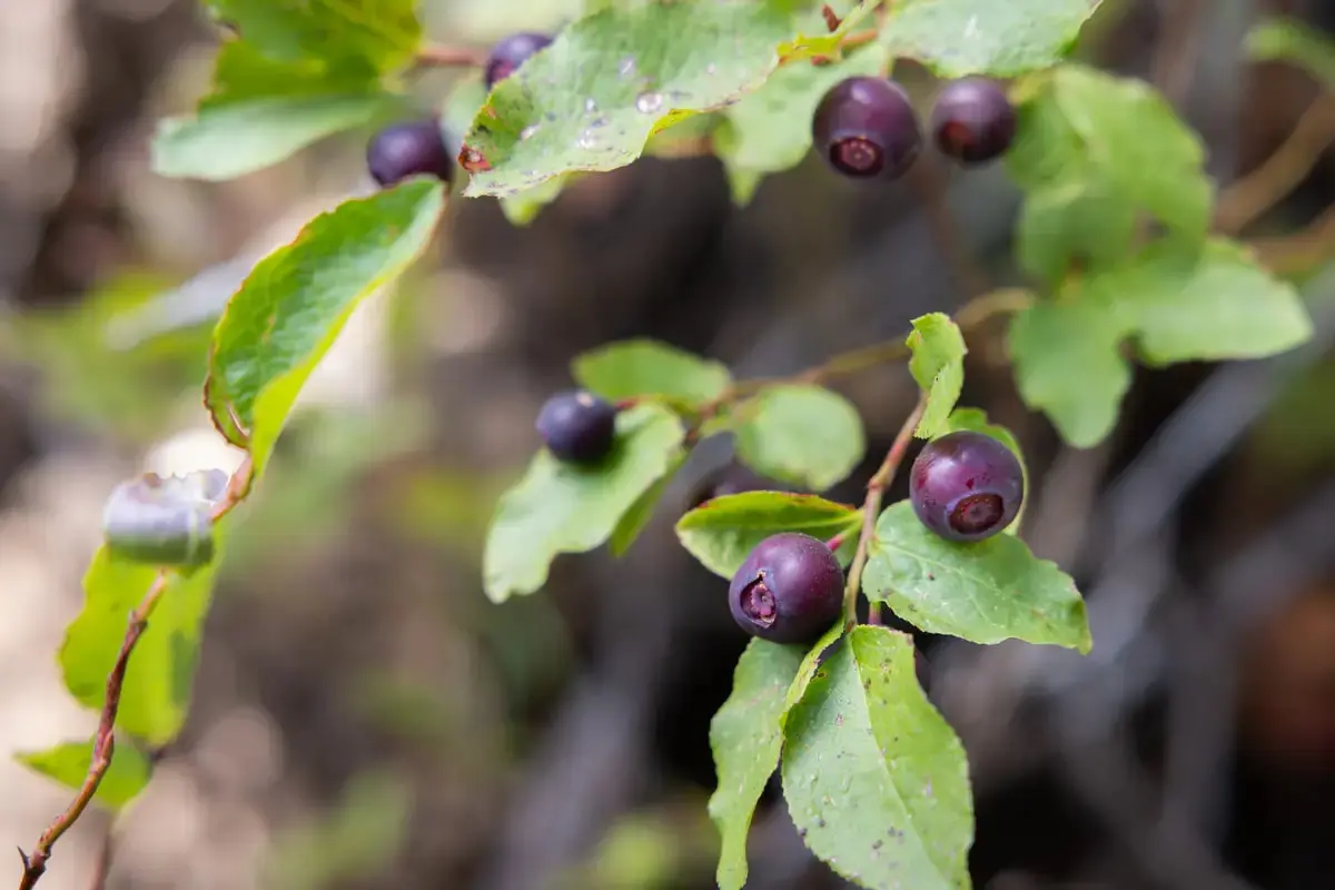Huckleberries