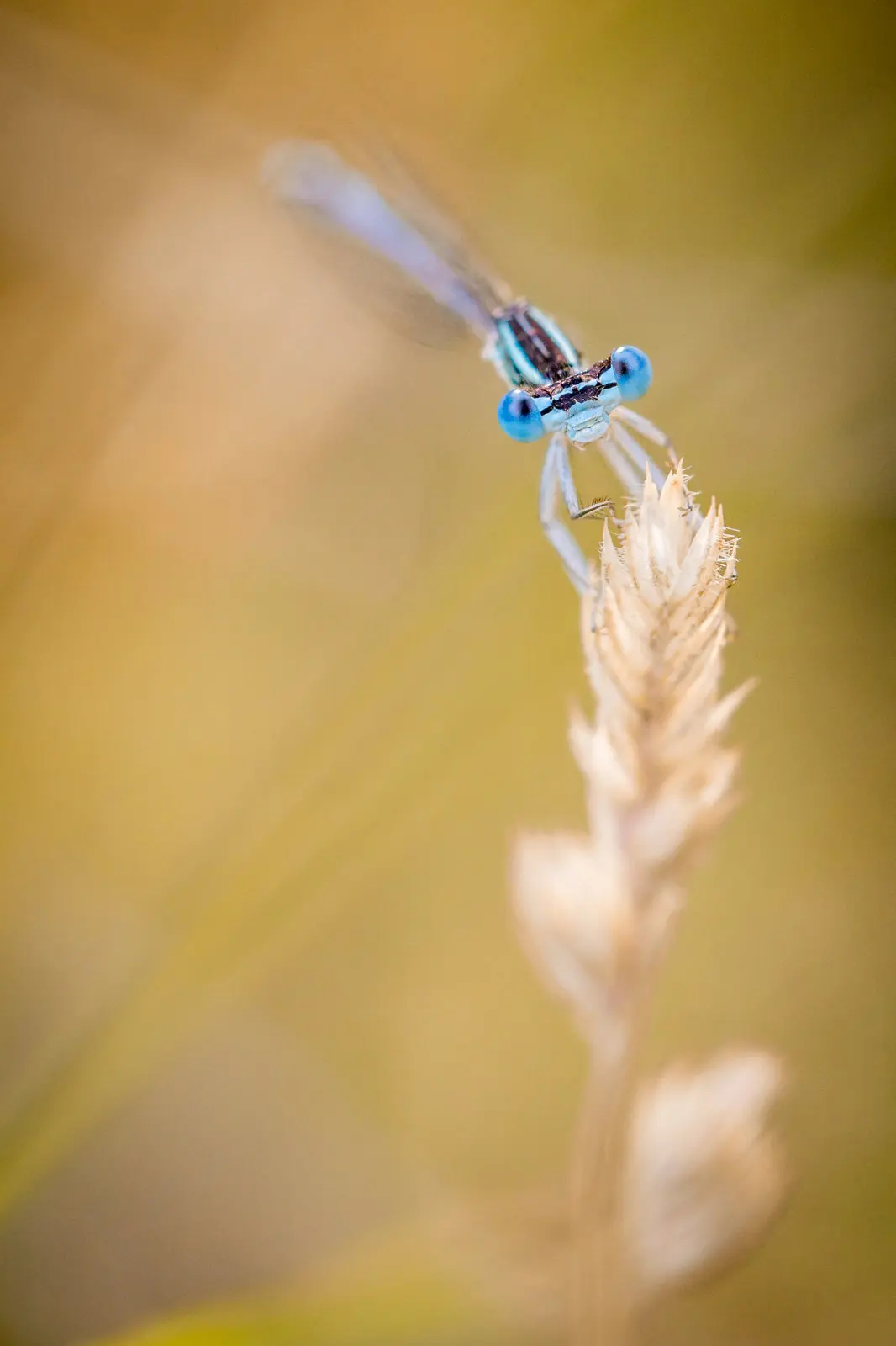 Agrion de Mercure - macro et proxi