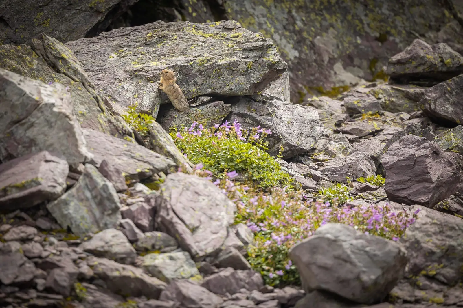 The Pika in Its Scree