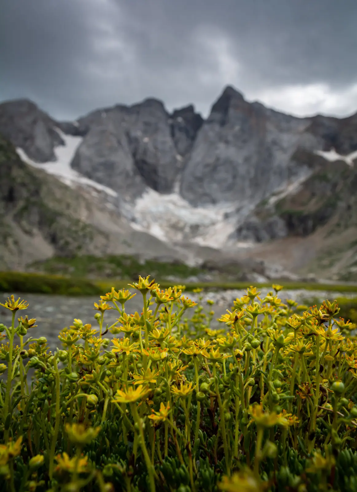 Saxifrage faux orpin - Pyrénées